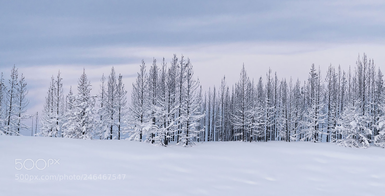 Nikon D850 sample photo. Winter wonderland photography