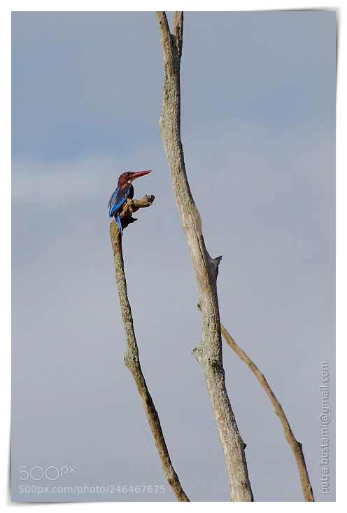 Pentax K-5 sample photo. Kingfisher photography