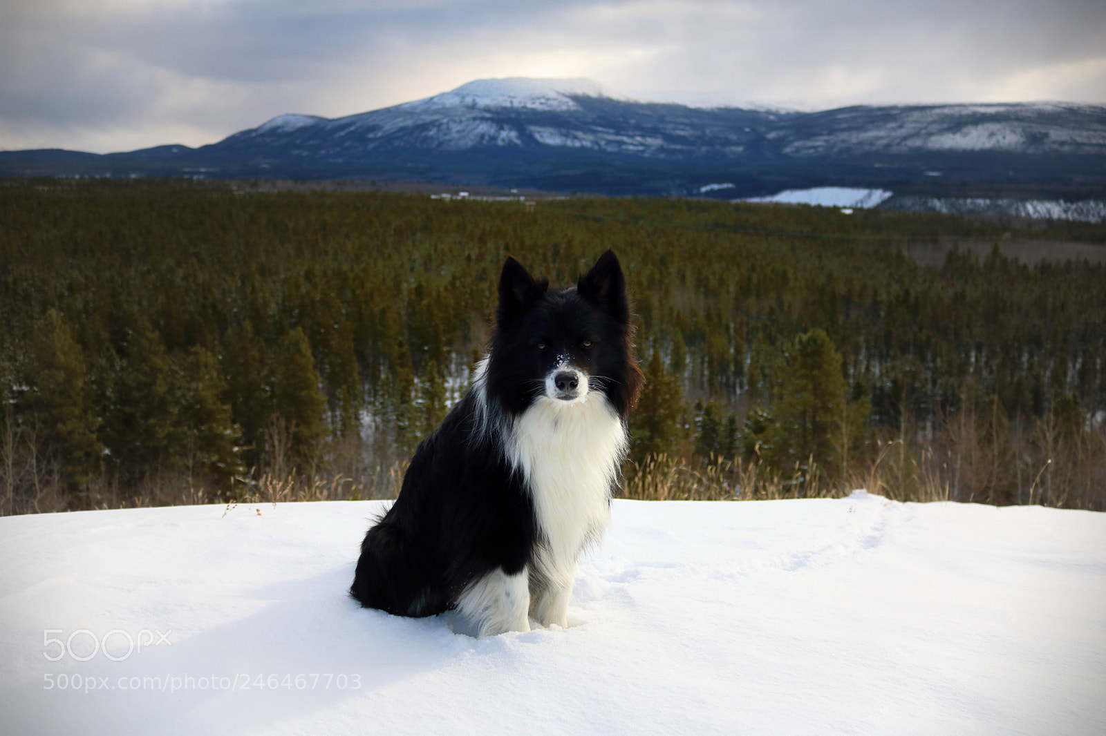 Canon EOS 750D (EOS Rebel T6i / EOS Kiss X8i) sample photo. Dog in the wild photography
