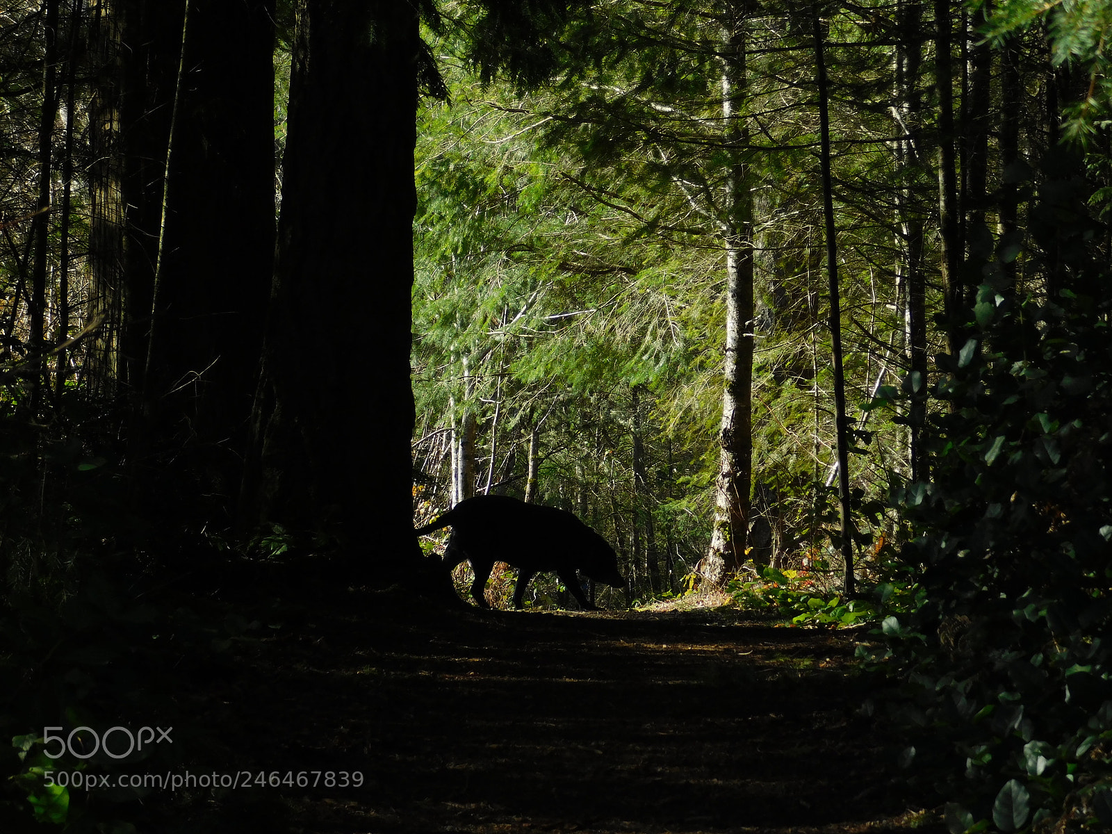 Nikon Coolpix B500 sample photo. Dog on a trail photography