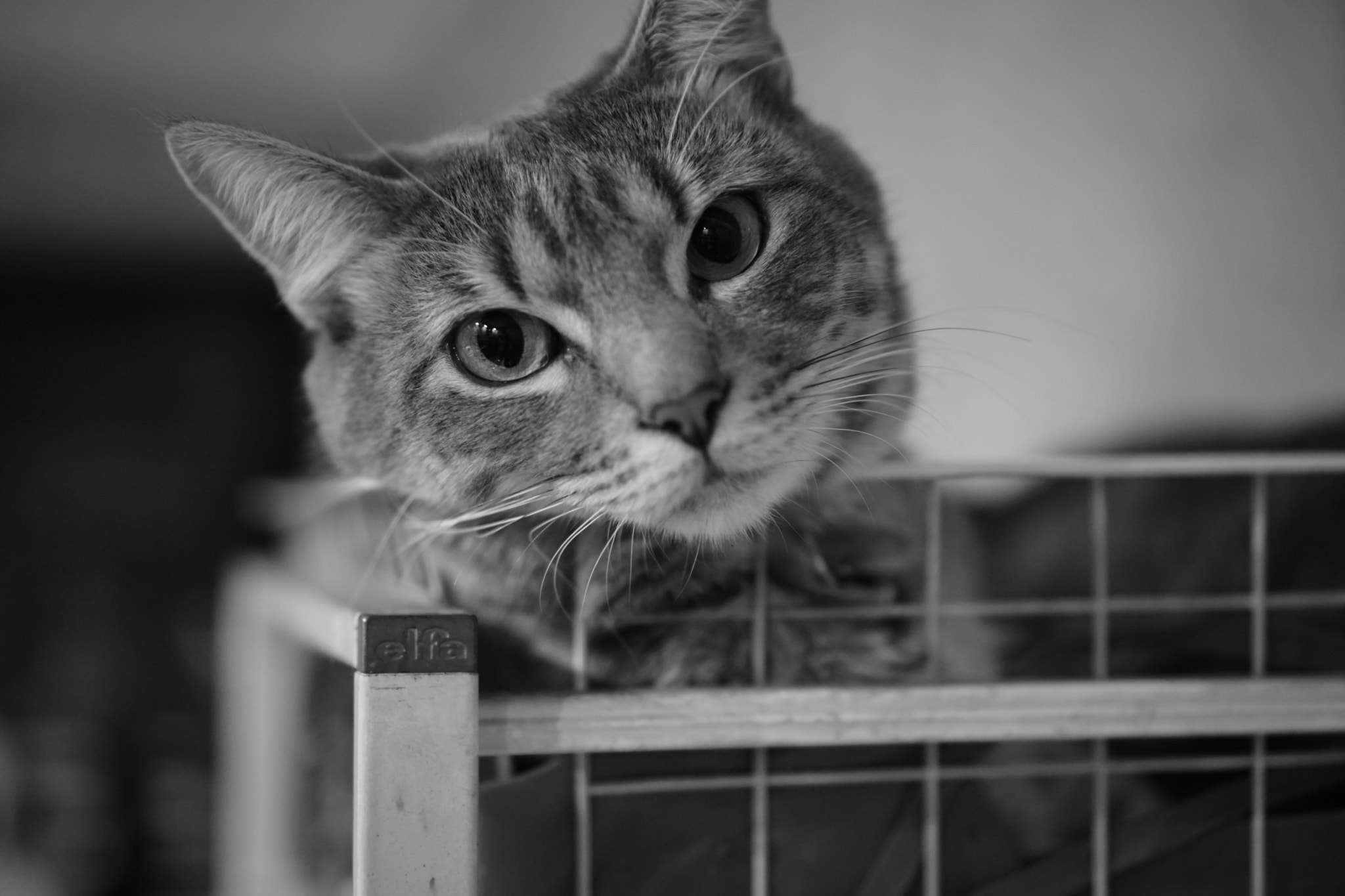 Sony a6000 + Sony E 35mm F1.8 OSS sample photo. Jonas photography