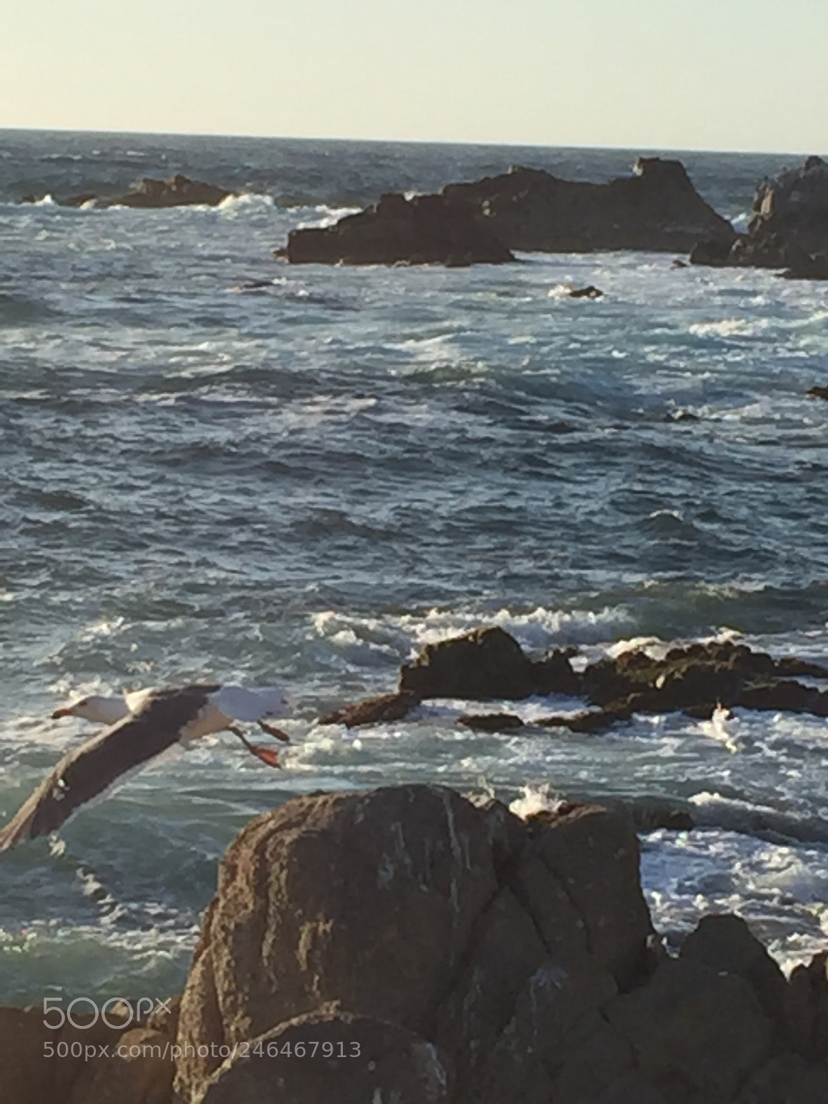 Apple iPhone 6 sample photo. Flying seagull photography