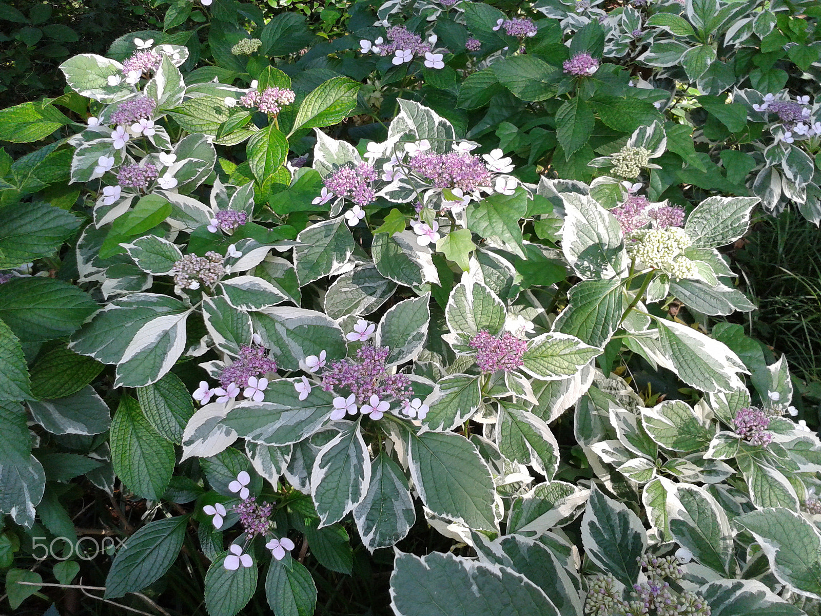 Samsung Galaxy S Stratosphere sample photo. Blooming hydrangea photography