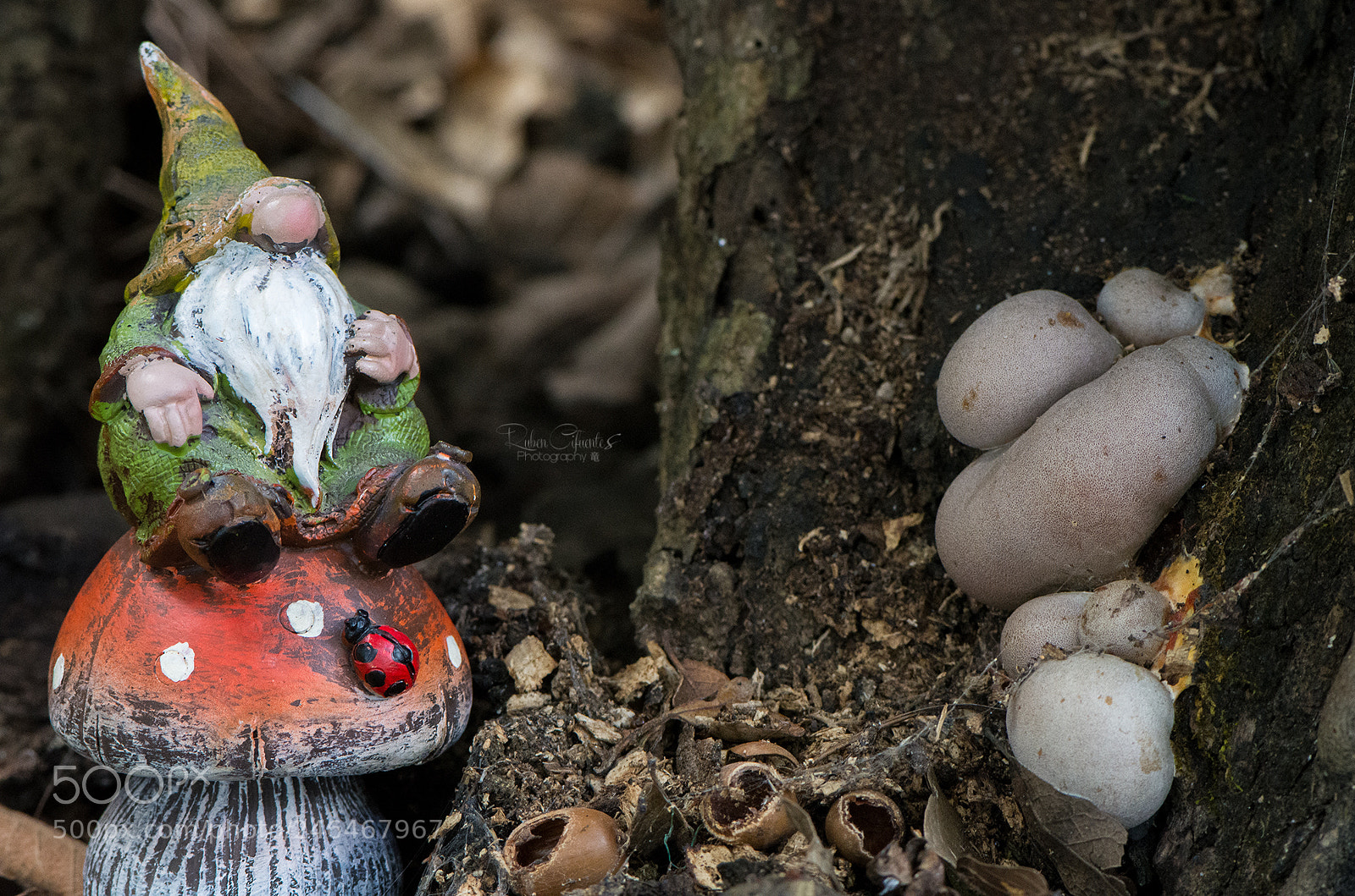 Nikon D7200 sample photo. Gnome mushroom photography