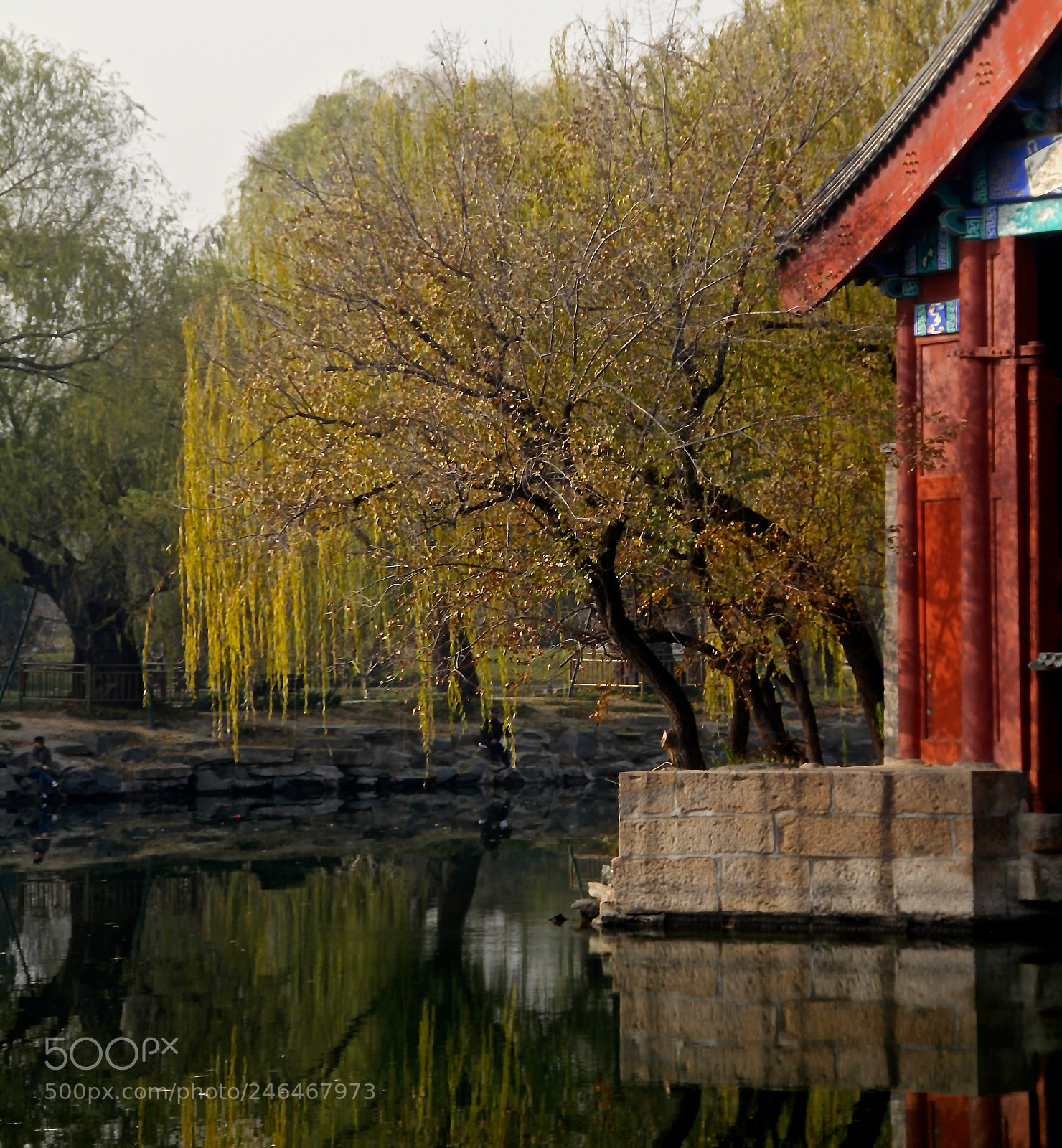 Canon EOS 7D sample photo. Weeping willow photography