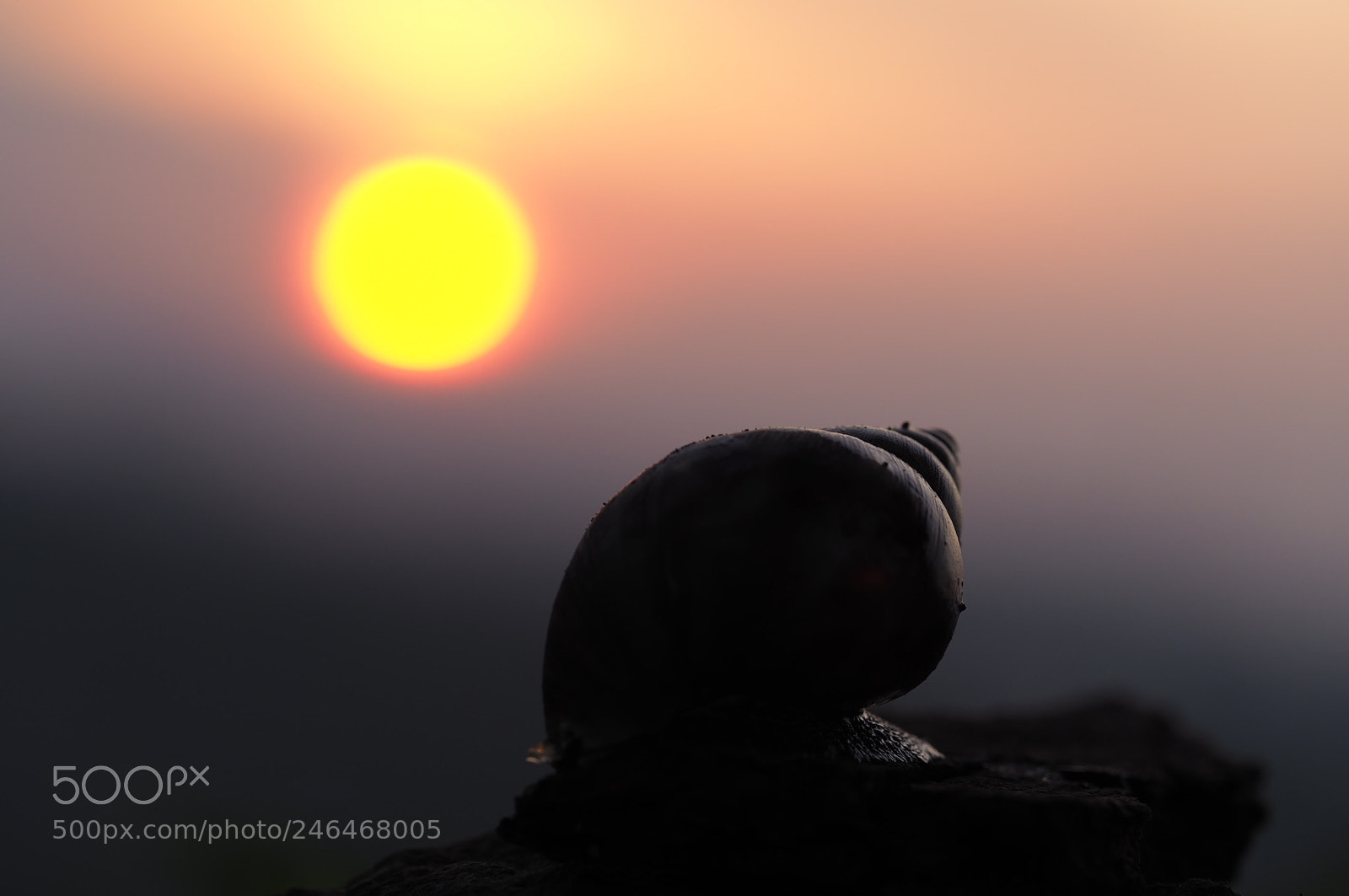 Olympus OM-D E-M10 II sample photo. Snail and sunrise photography