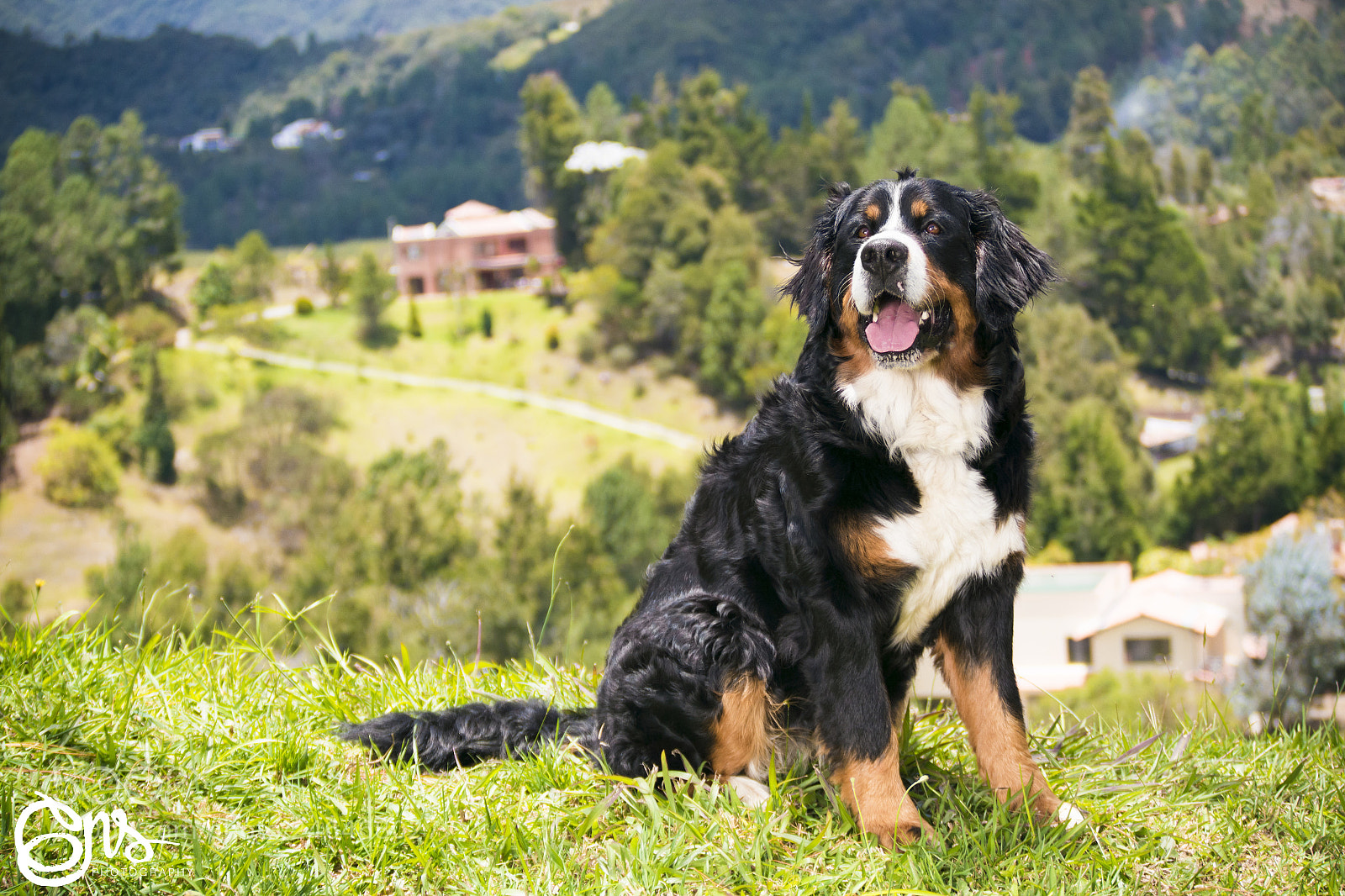 Samsung NX1000 sample photo. Dogs sessions boyero de photography