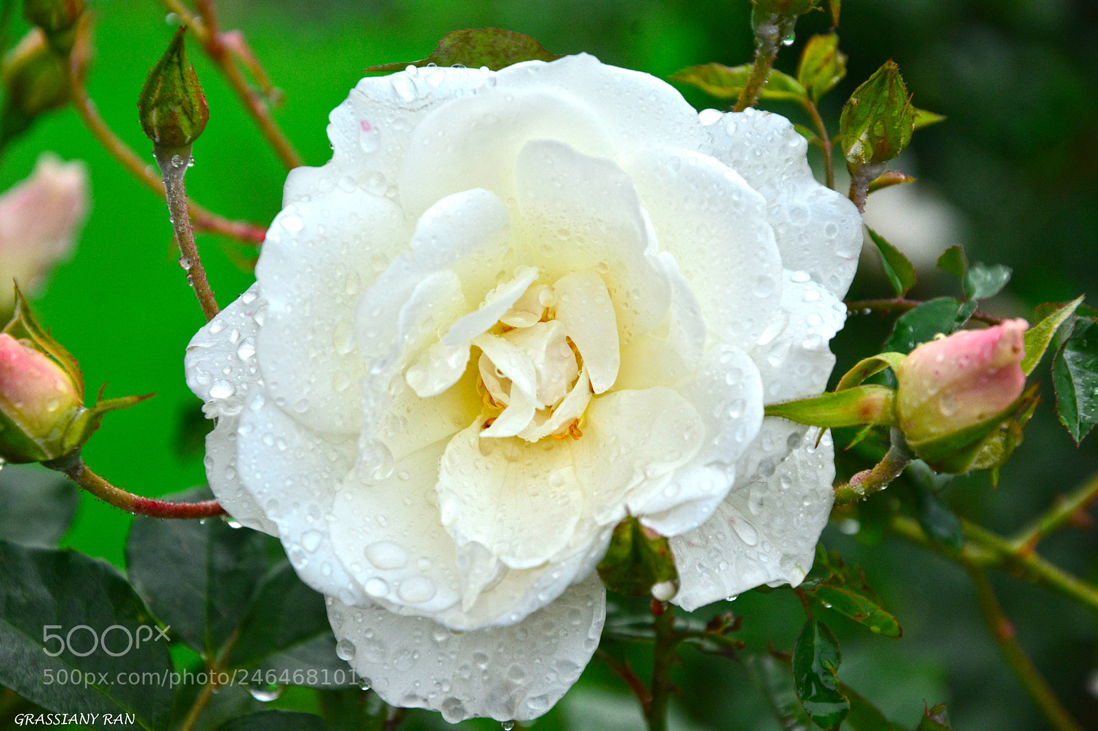 Nikon D7100 sample photo. Good morning photography