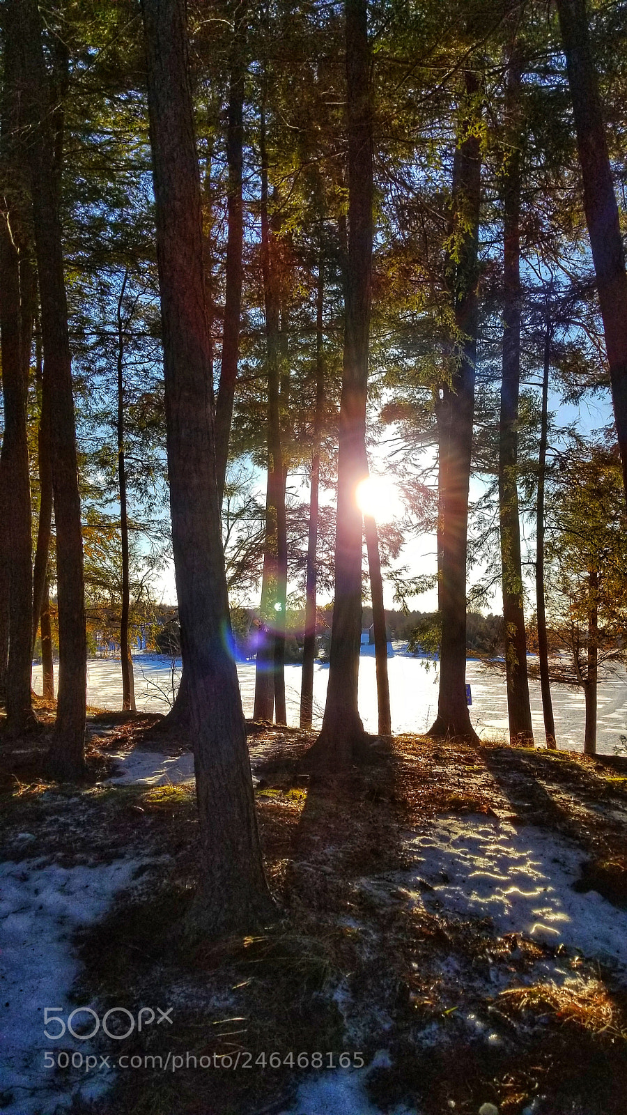 Samsung Galaxy S8+ sample photo. Frozen forest photography