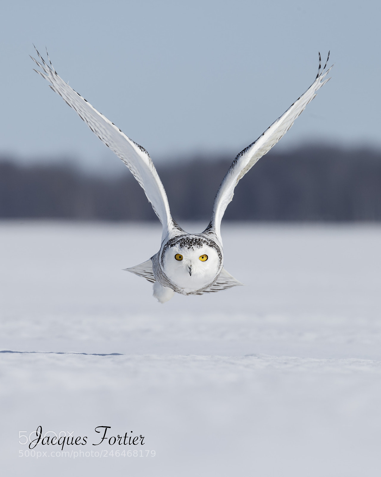 Canon EOS-1D X sample photo. Snowy owl photography
