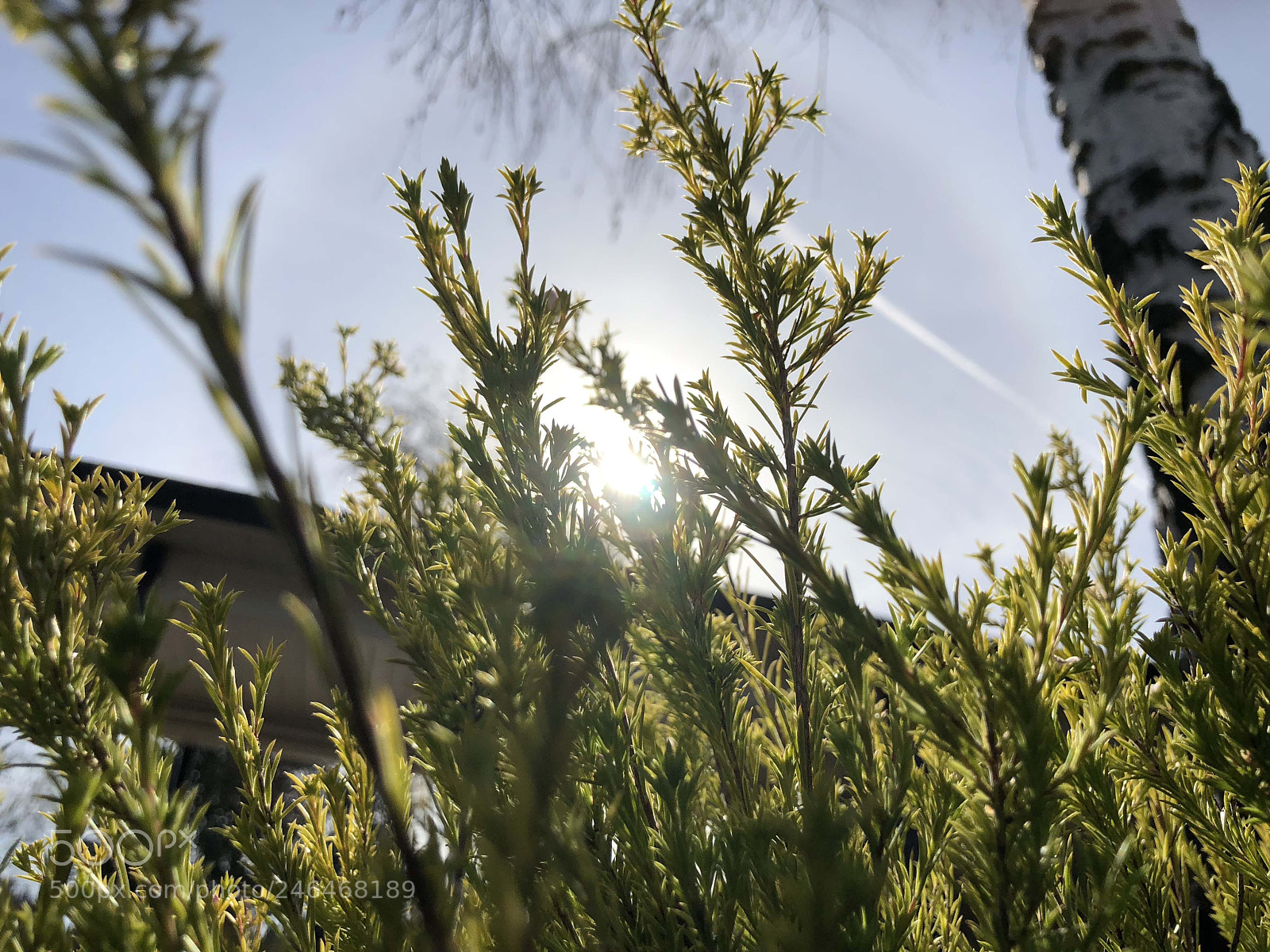 Apple iPhone X sample photo. The beauty of nature photography