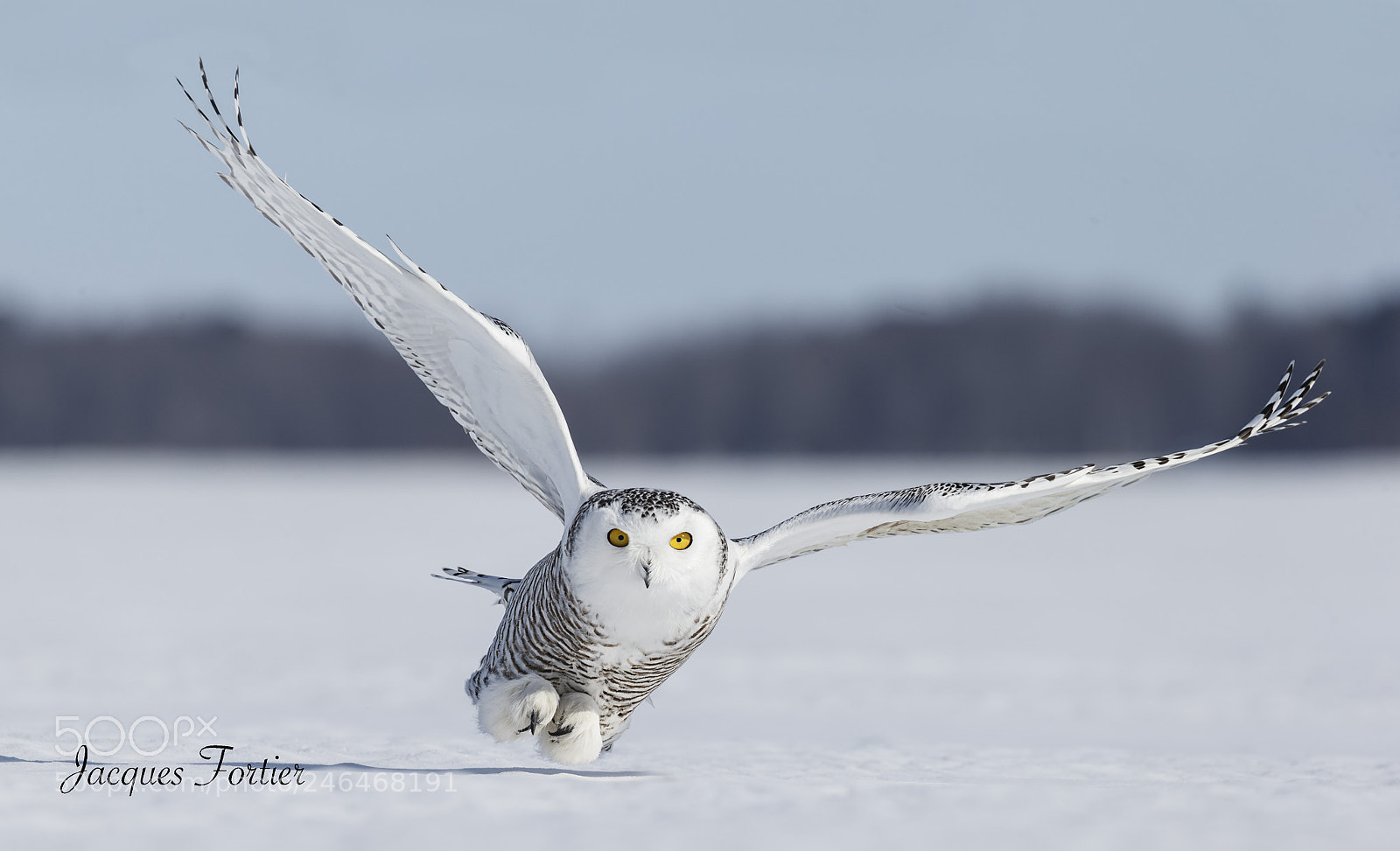 Canon EOS-1D X sample photo. Snowy owl photography