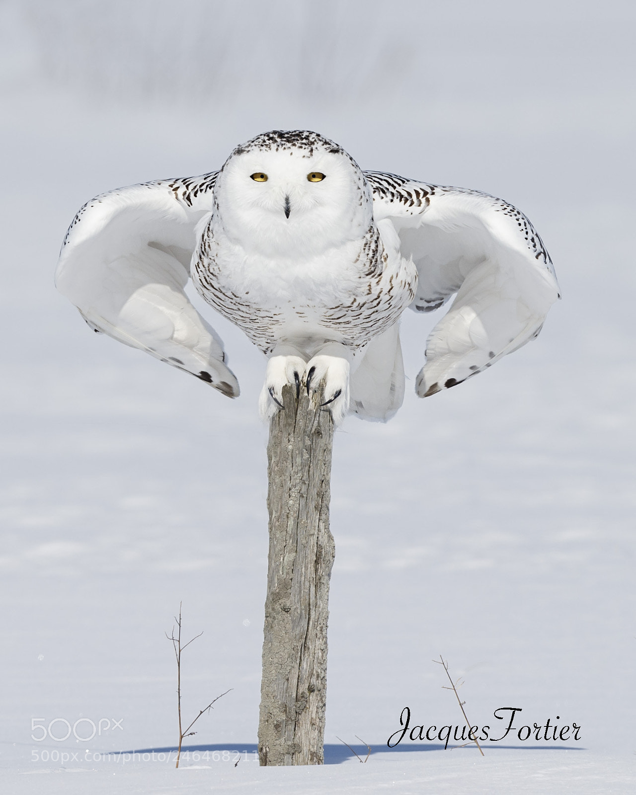 Canon EOS-1D X sample photo. Snowy owl photography