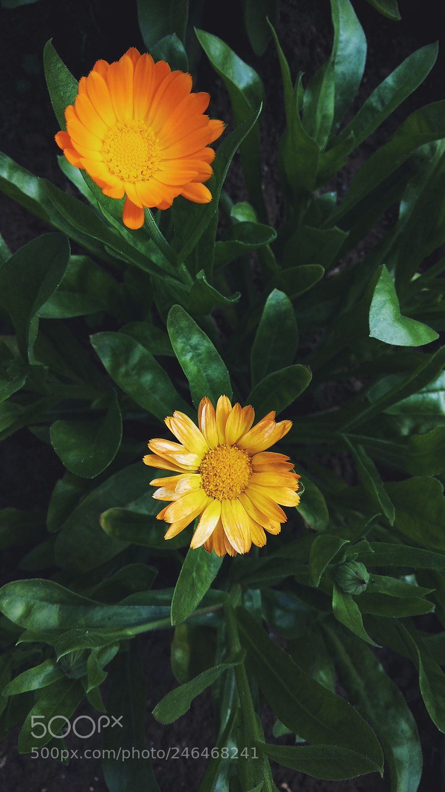 Xiaomi Redmi Note 4 sample photo. Bloom photography