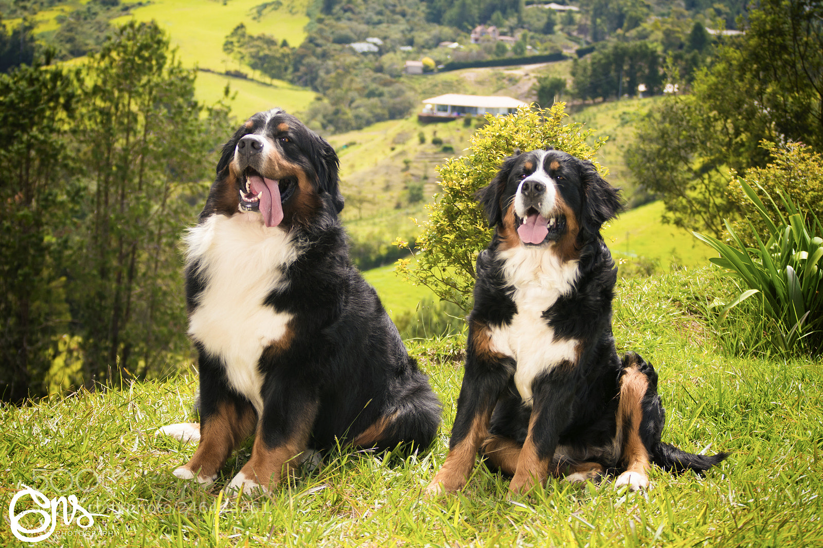 Samsung NX1000 sample photo. Dogs sessions boyero de photography