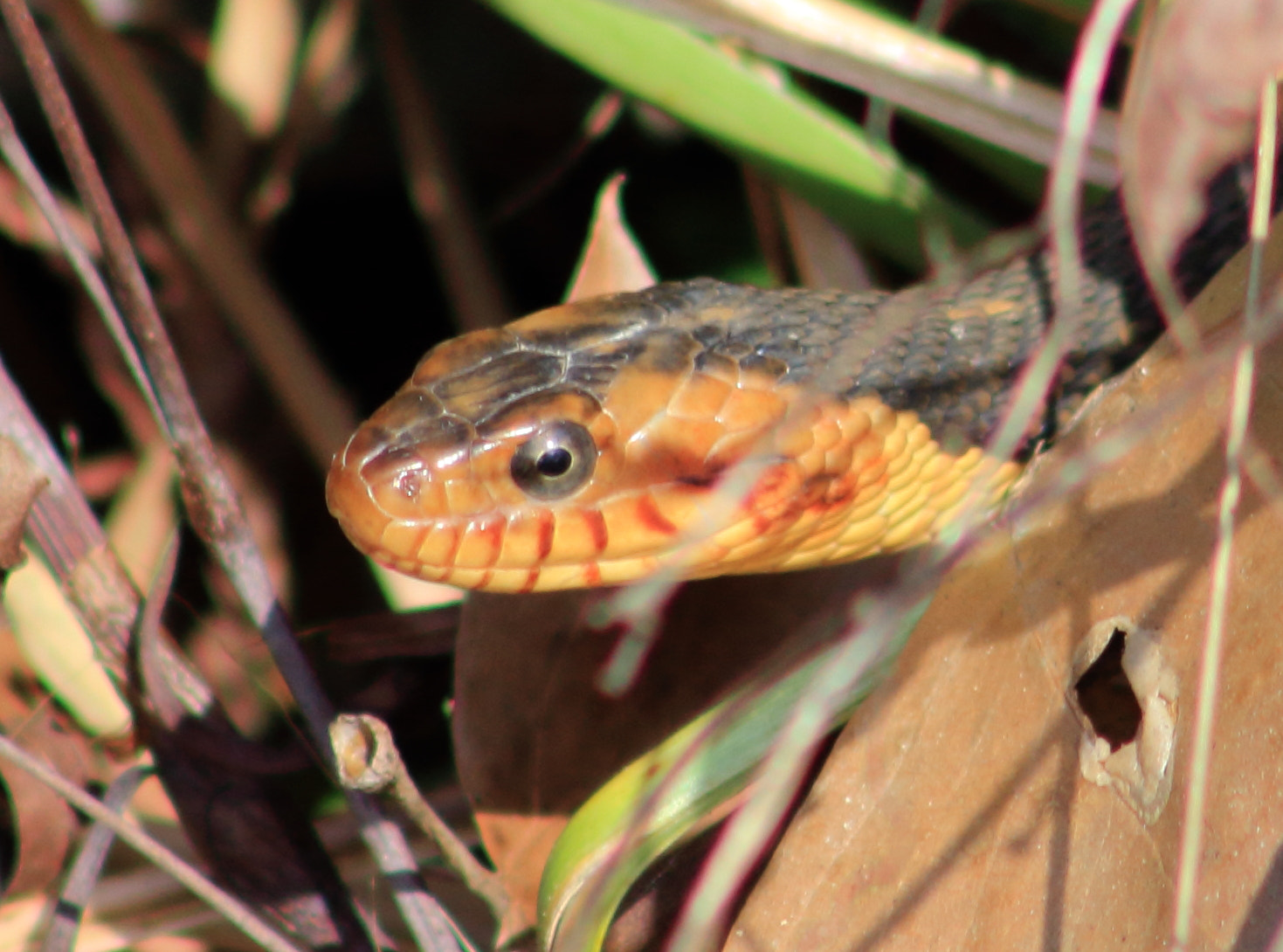 EF75-300mm f/4-5.6 sample photo. Wide band wateranake photography