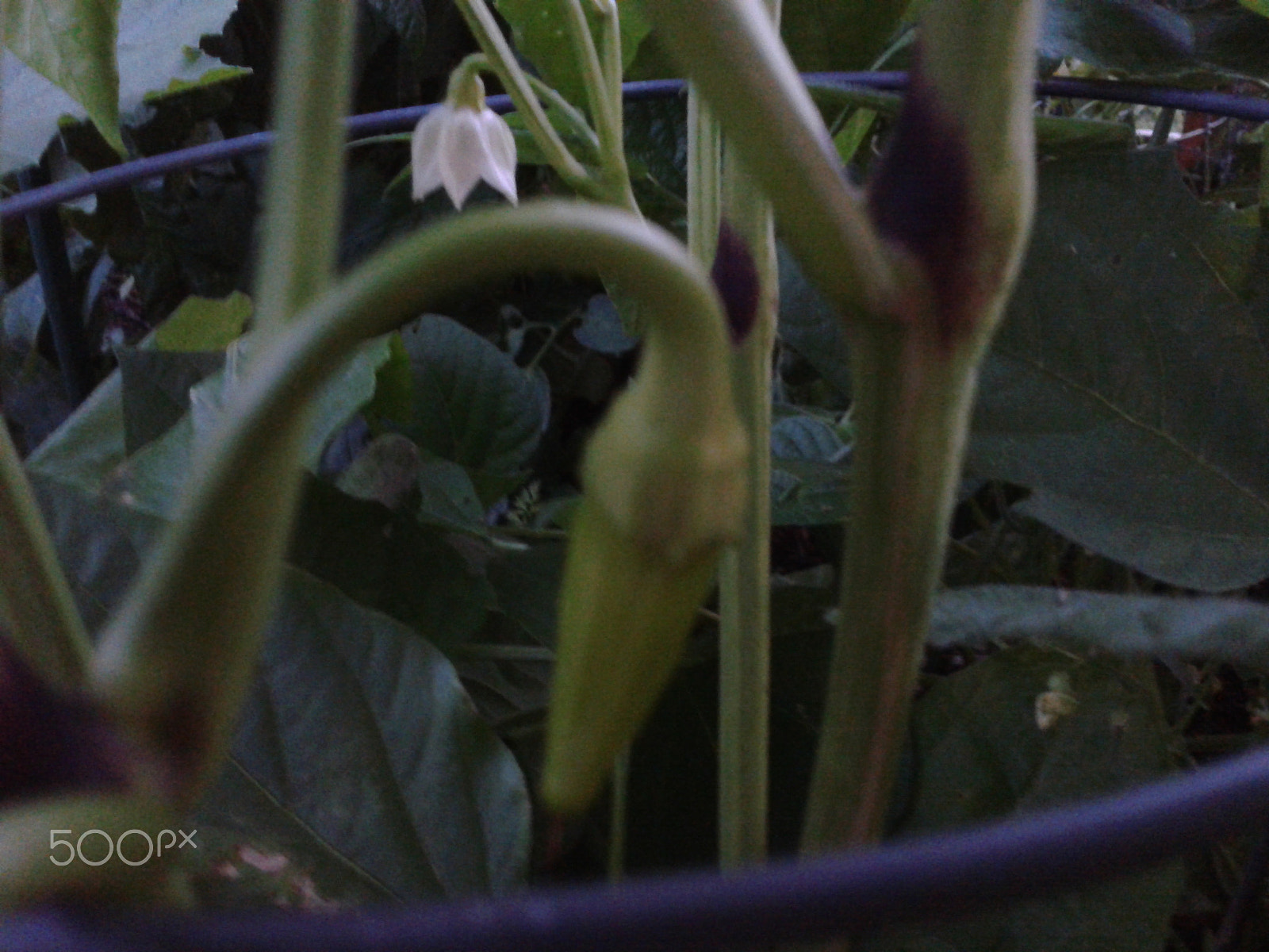 Samsung Galaxy S Stratosphere sample photo. Okra blooming photography