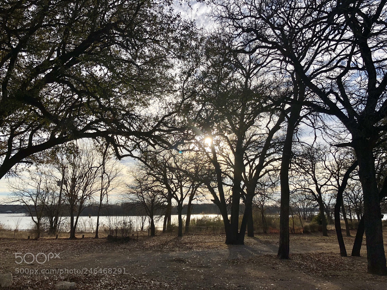 Apple iPhone X sample photo. Trees in evening photography