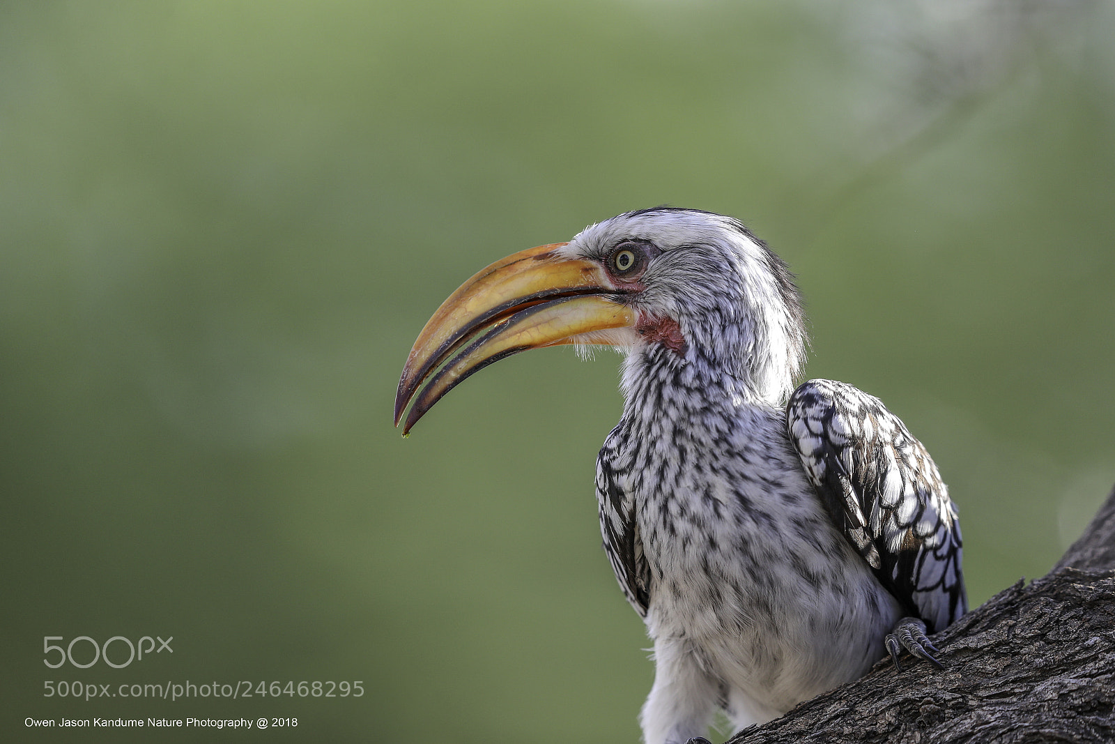 Canon EOS-1D X Mark II sample photo. Yellow-billed hornbill photography