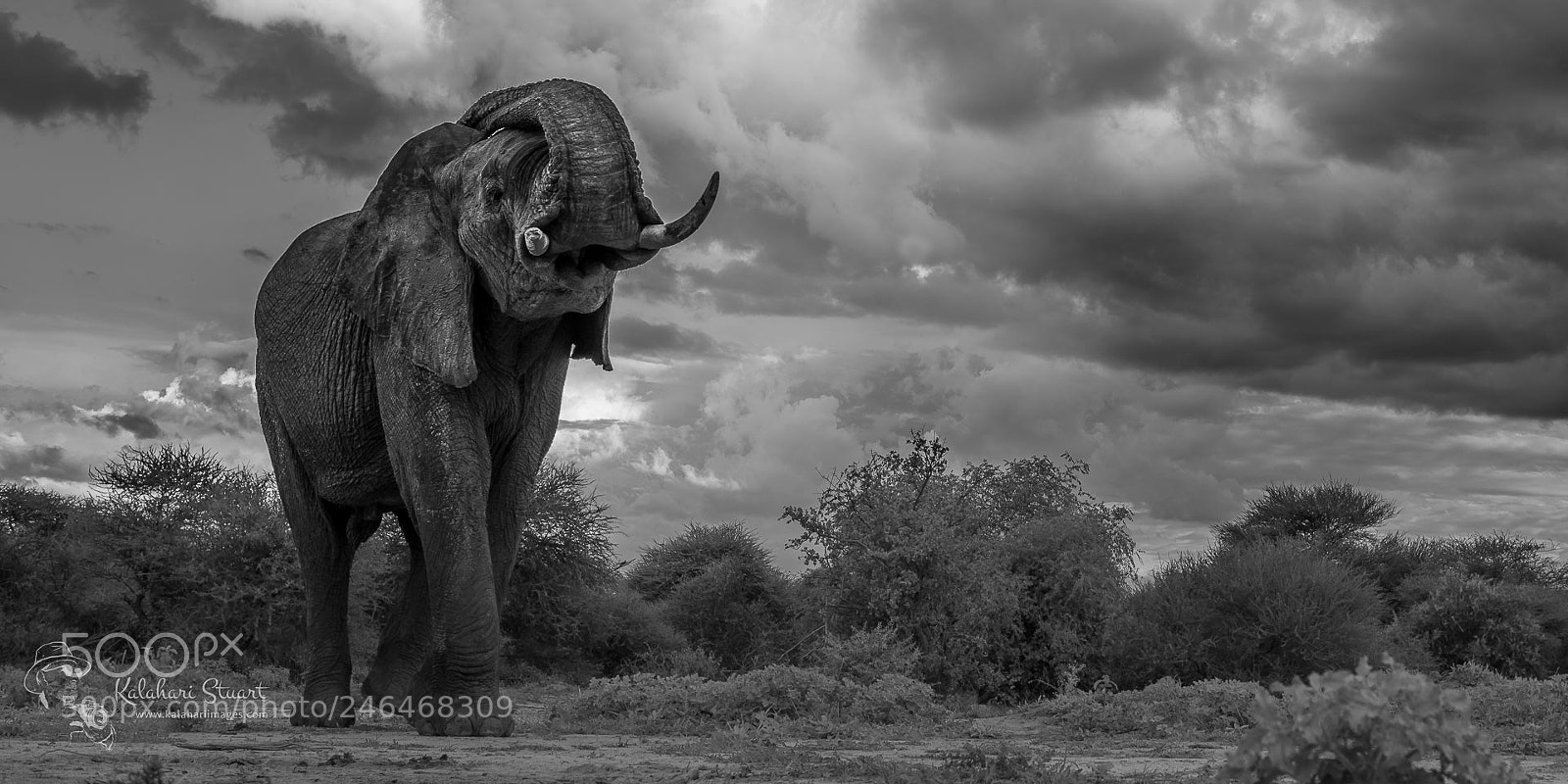Nikon D800 sample photo. Bull elephant under a photography