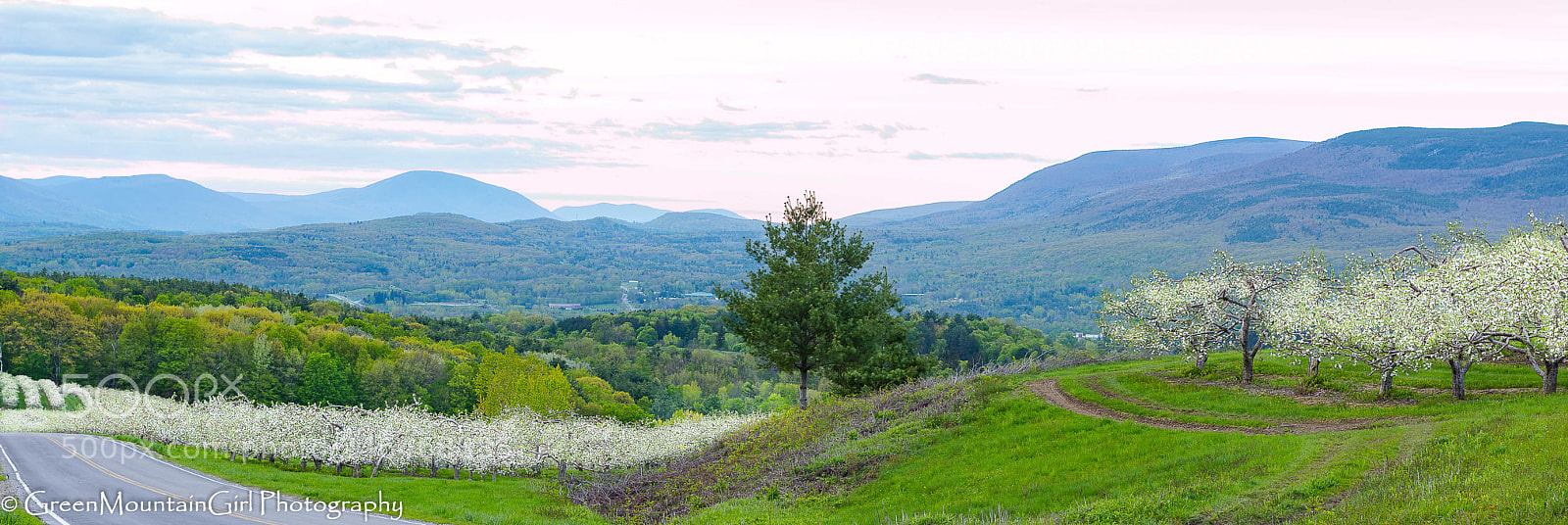 Nikon D810 sample photo. Spring in the apple photography