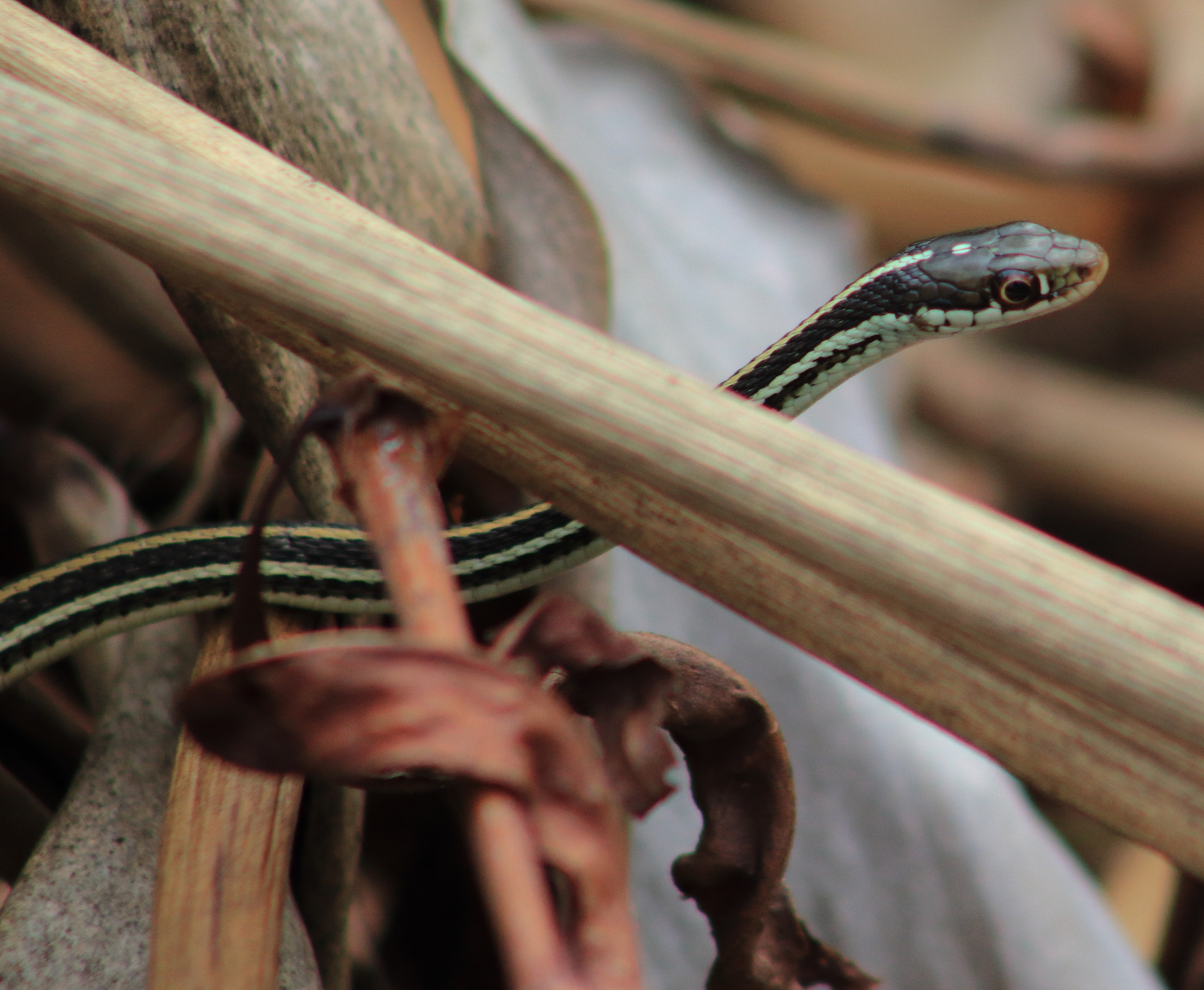 Canon EOS 60D + EF75-300mm f/4-5.6 sample photo. Ribbon snake photography