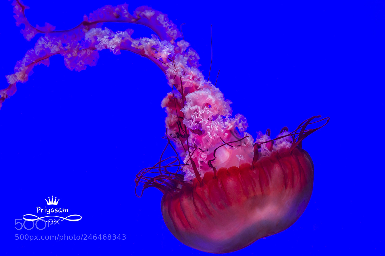 Canon EOS 700D (EOS Rebel T5i / EOS Kiss X7i) sample photo. Jellyfish photography