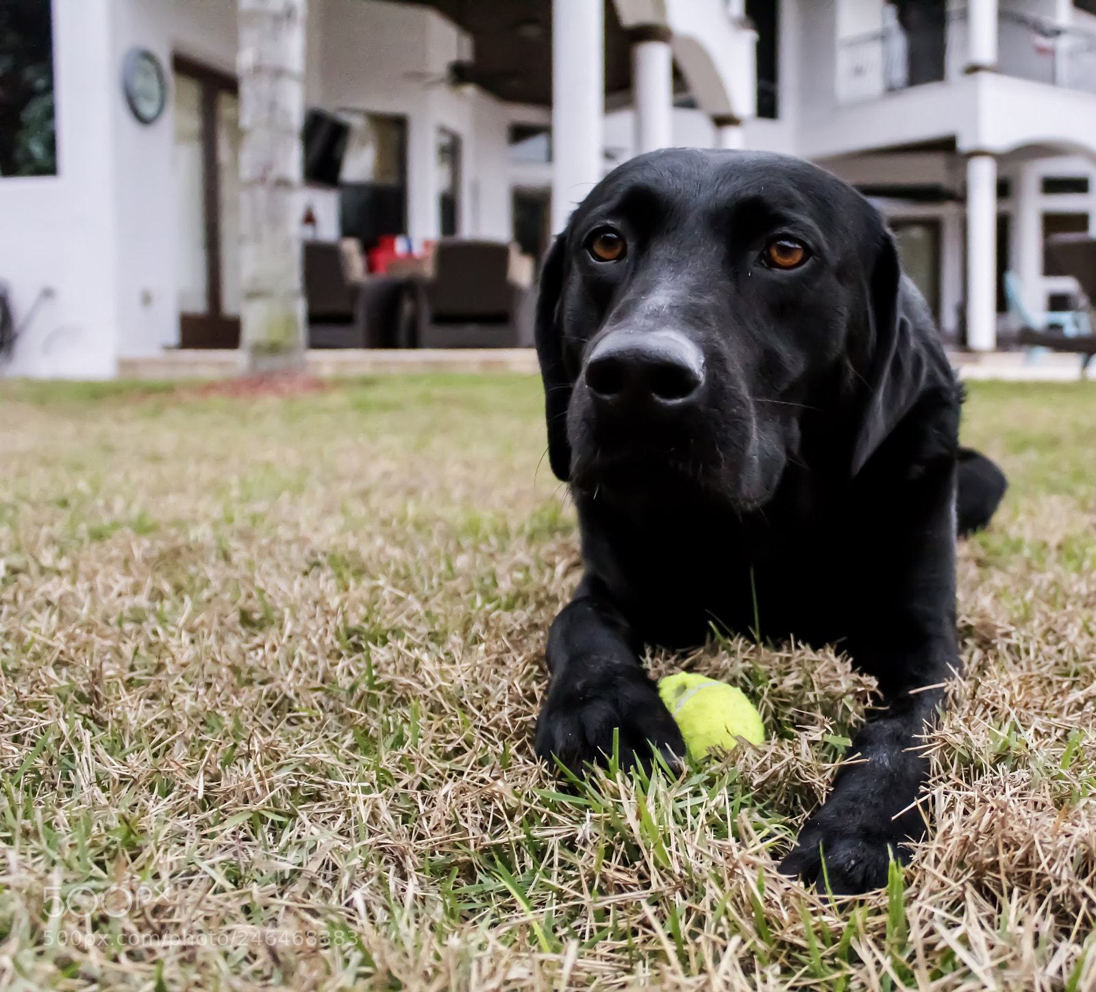 Canon EOS 1300D (EOS Rebel T6 / EOS Kiss X80) sample photo. Dog with ball photography