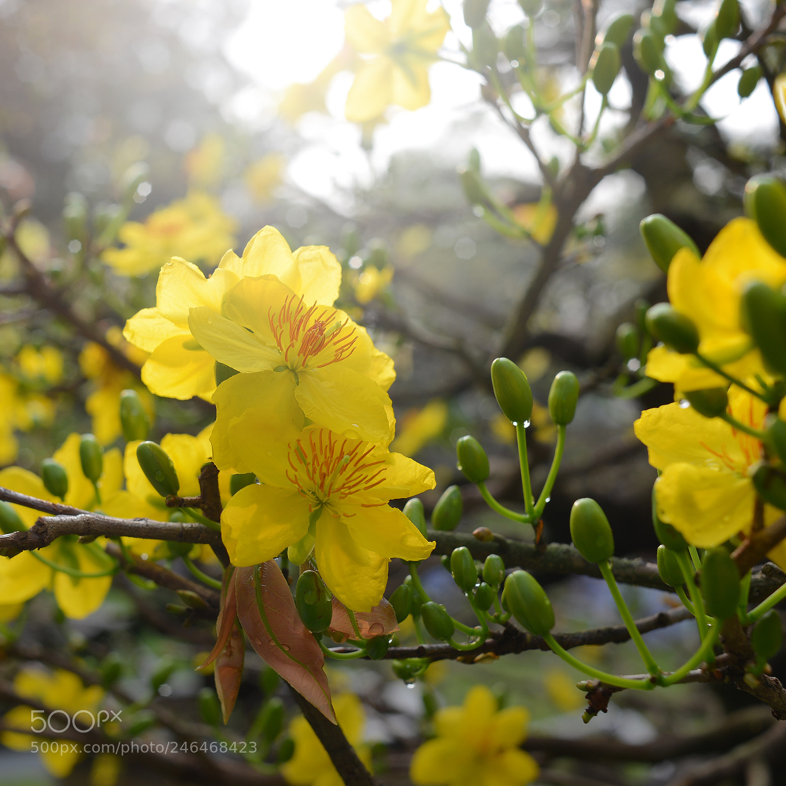 Nikon D600 sample photo. Spring flower photography
