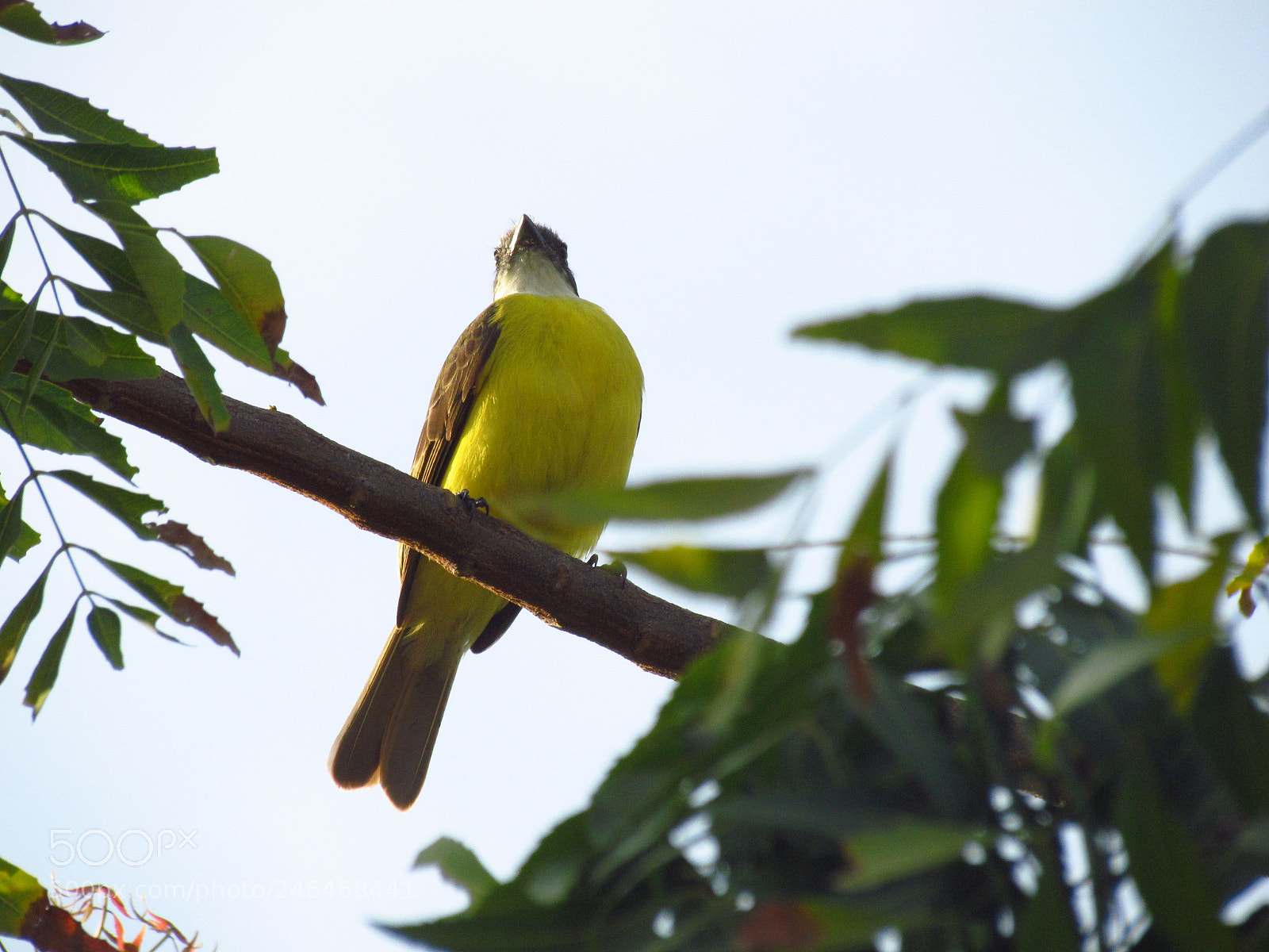 Canon PowerShot SX30 IS sample photo. Bird photography