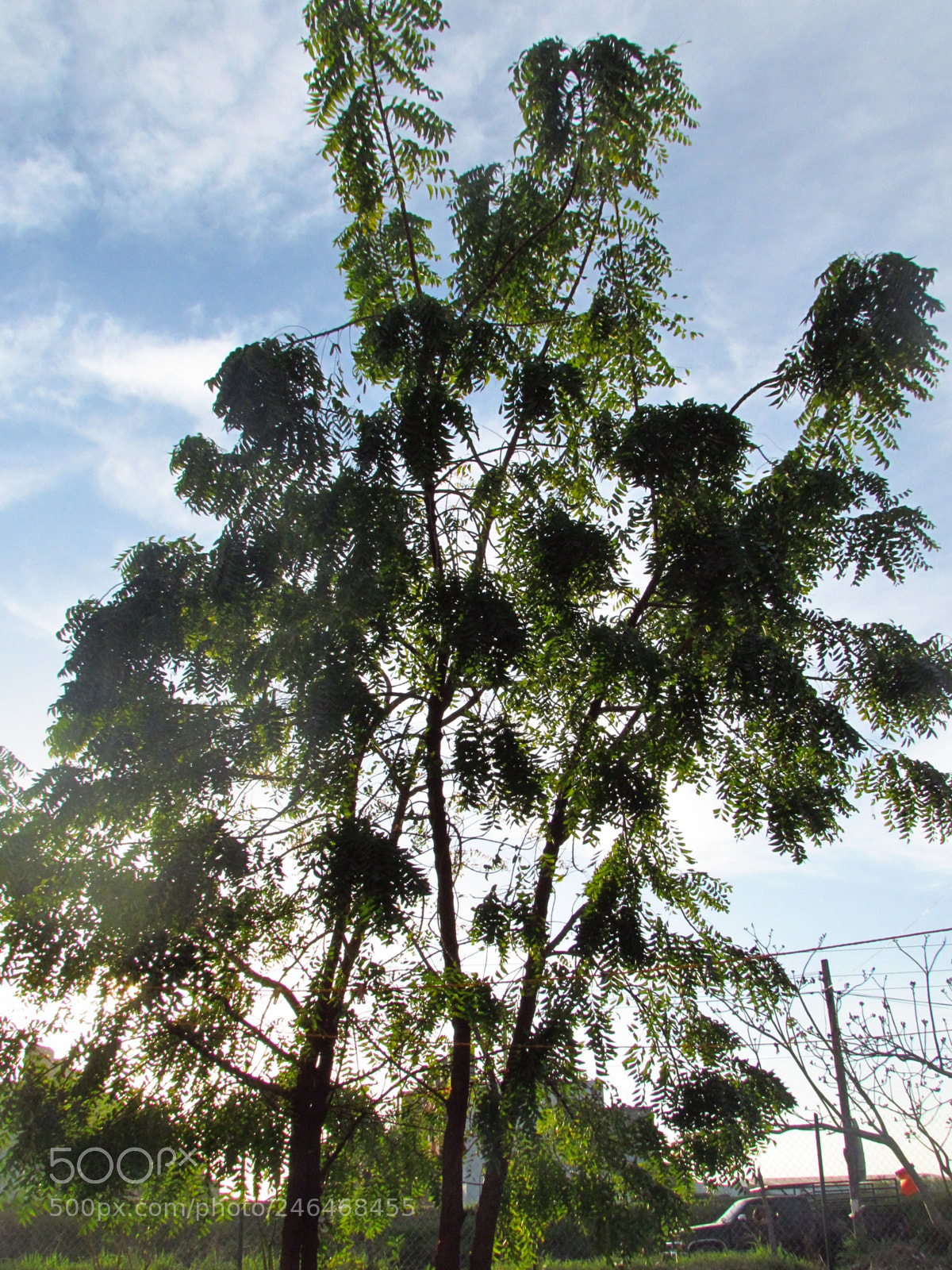 Canon PowerShot SX30 IS sample photo. Arbol_neem photography