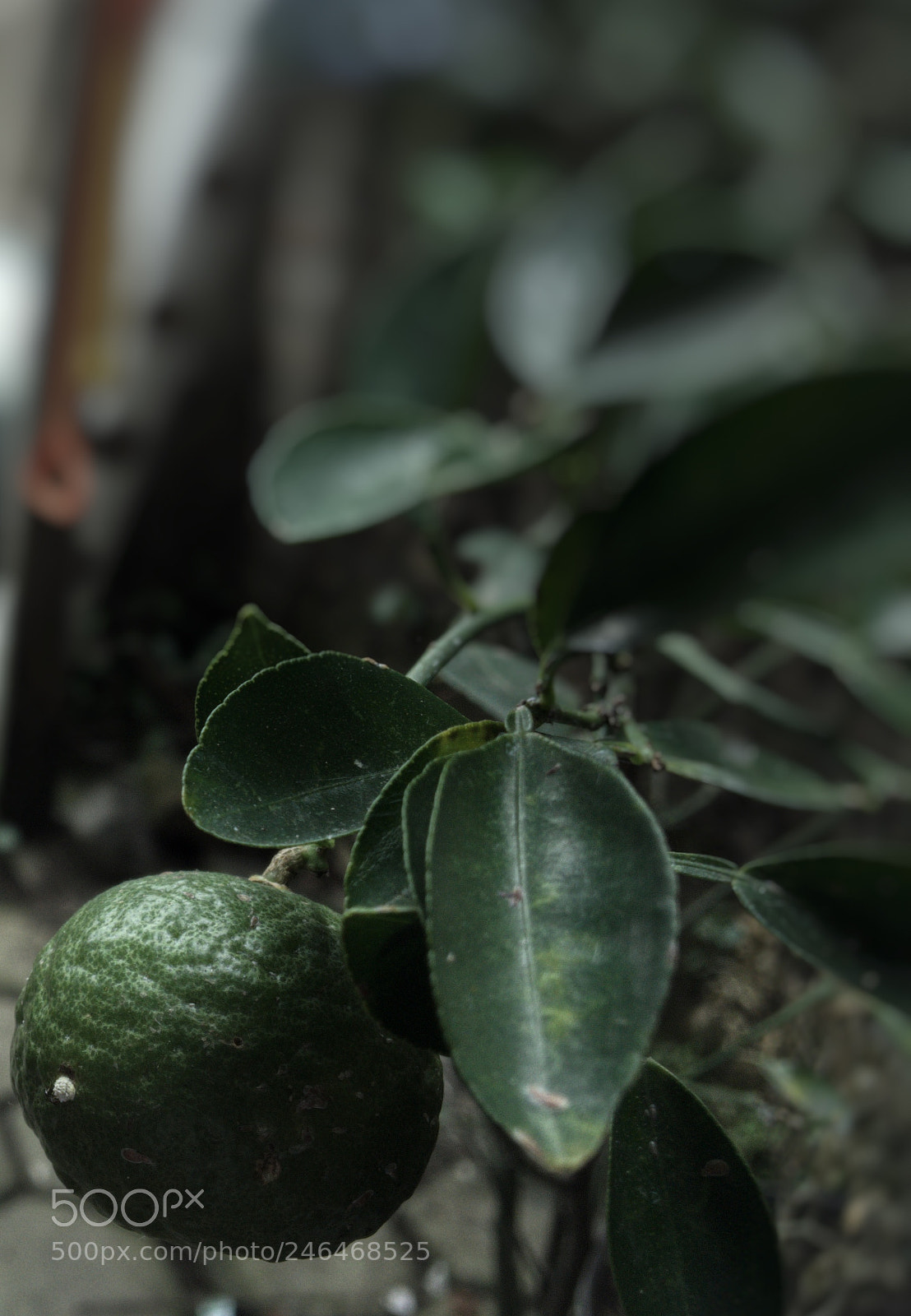 Apple iPhone 6s sample photo. Untitled photography