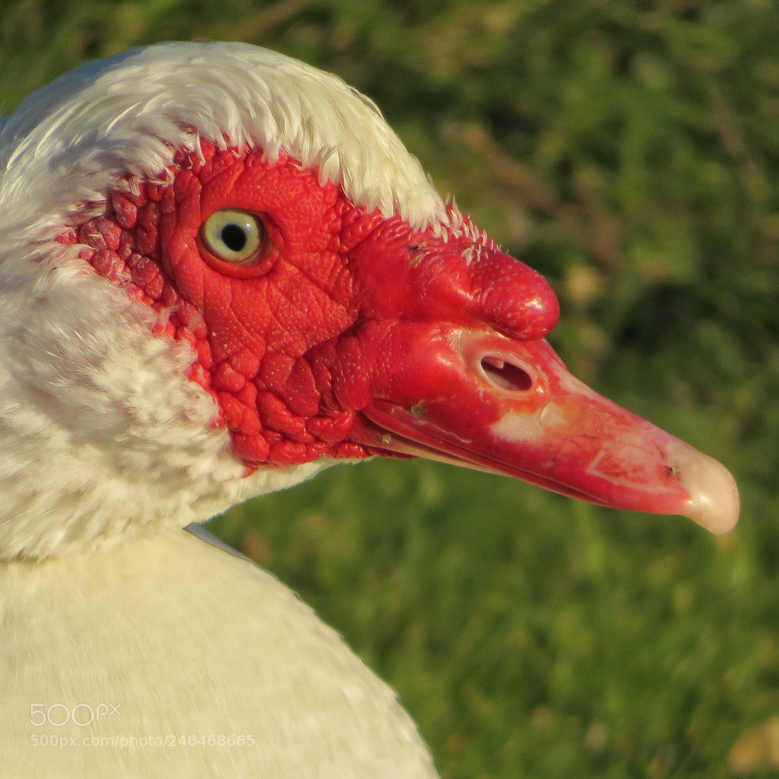 Canon PowerShot SX720 HS sample photo. Red face photography