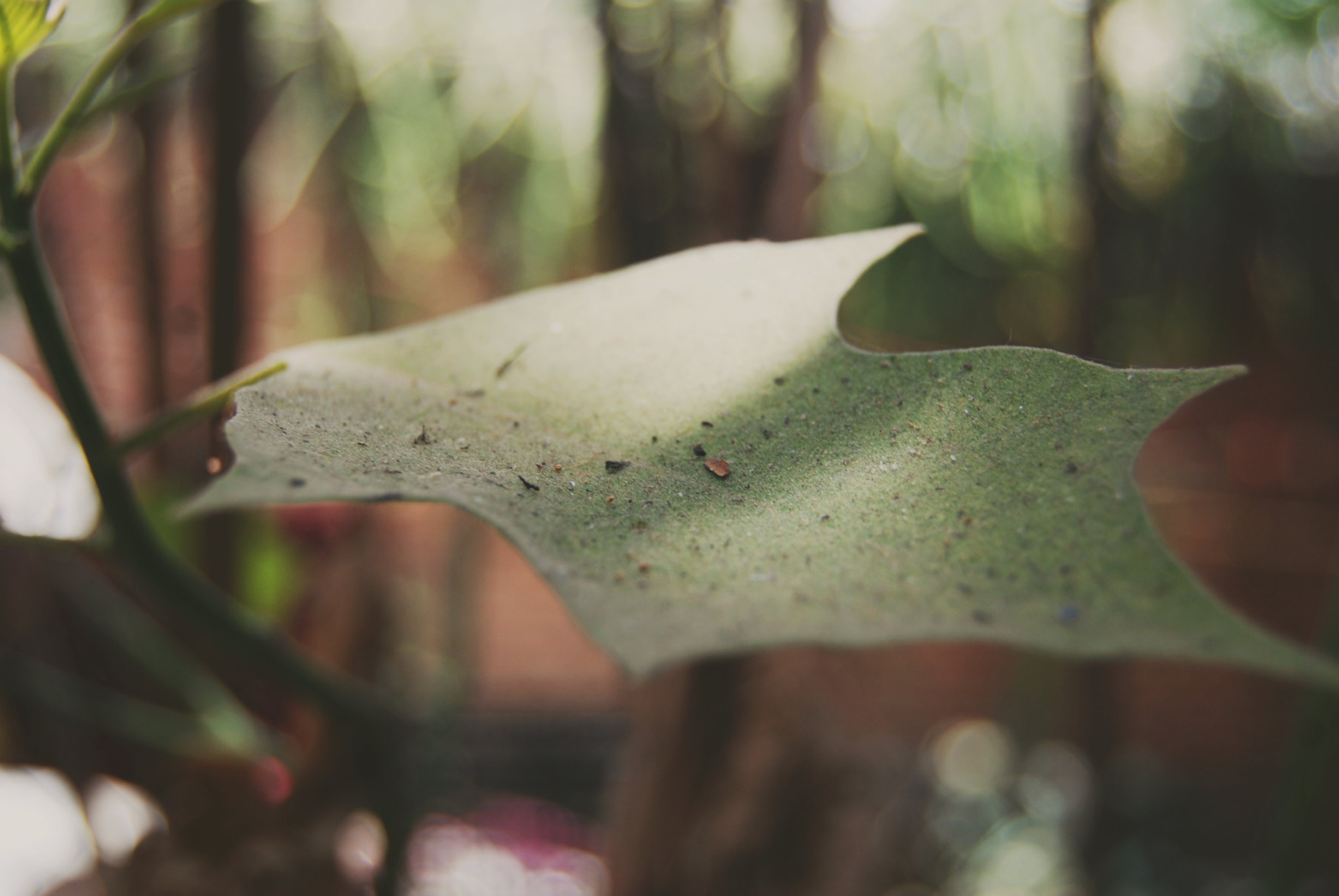 Nikon D40X sample photo. Is not funny photography