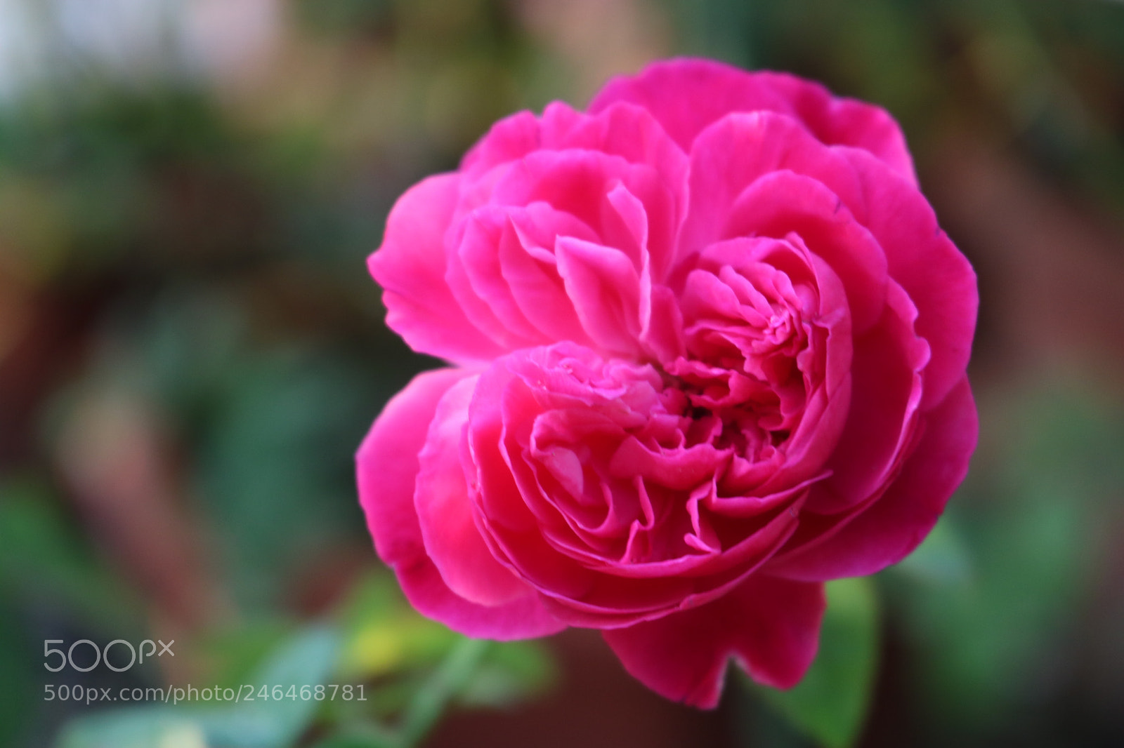 Canon EOS 750D (EOS Rebel T6i / EOS Kiss X8i) sample photo. Untitled photography