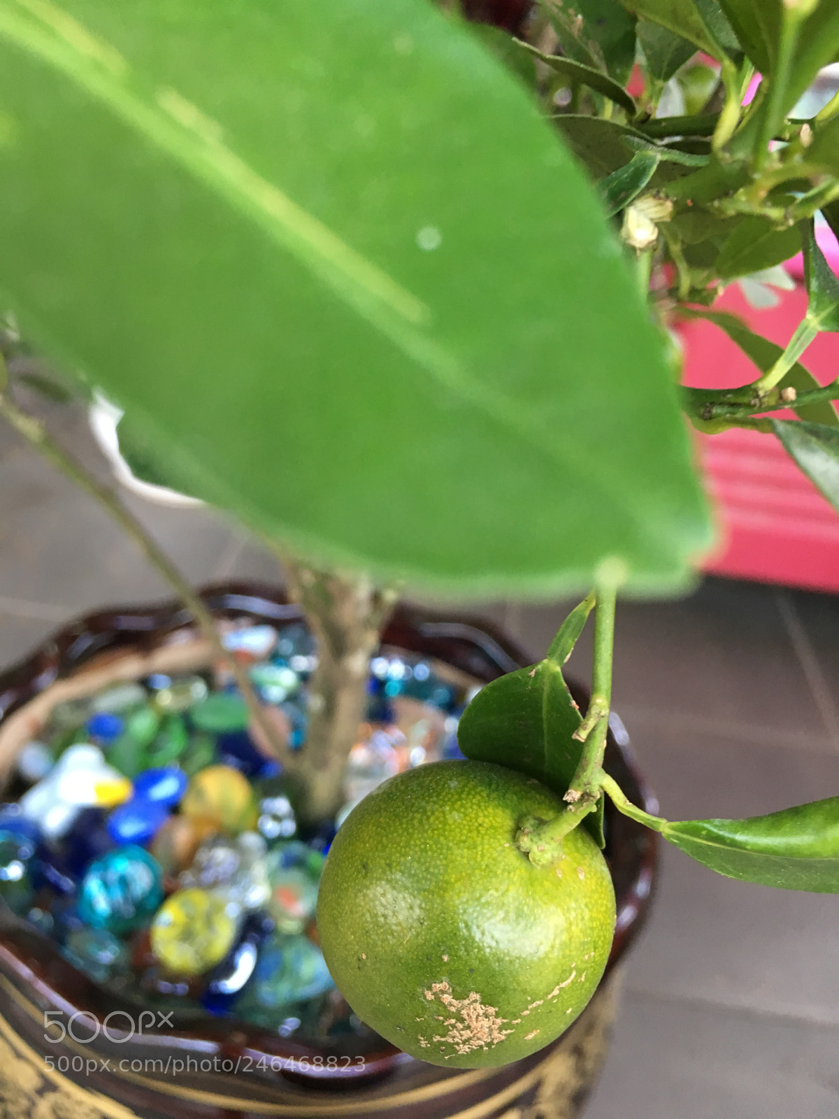 Apple iPhone 6s sample photo. Untitled photography