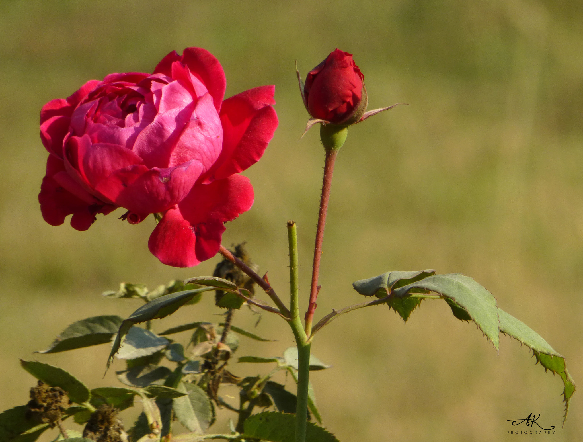 Panasonic Lumix DMC-ZS20 (Lumix DMC-TZ30) sample photo. The rose photography