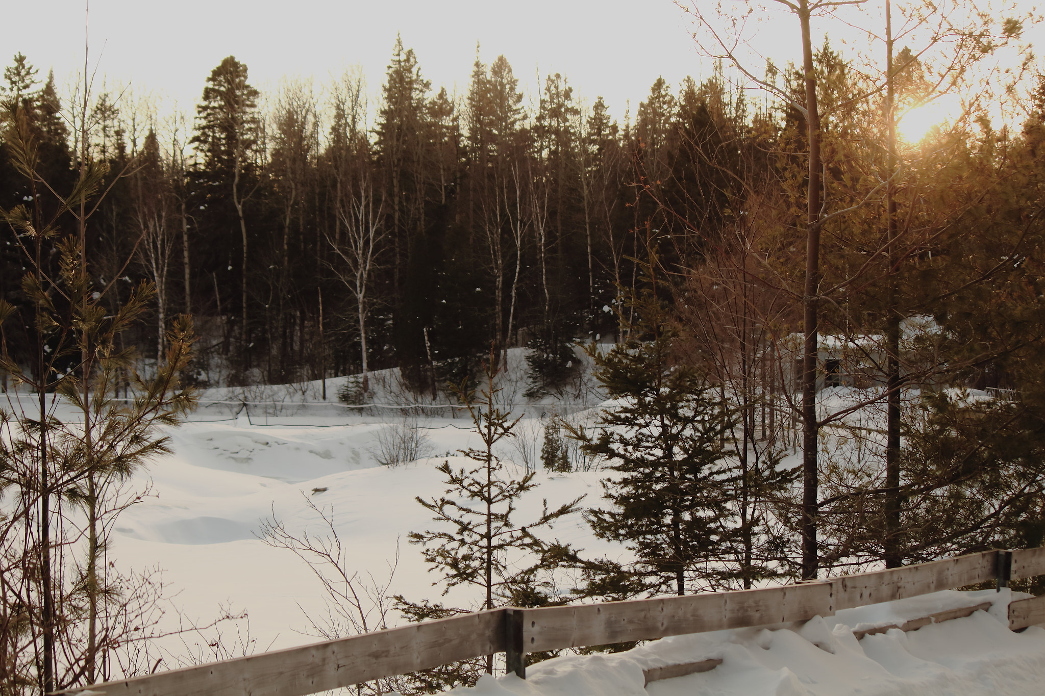 Canon EF-S 55-250mm F4-5.6 IS II sample photo. Nice afternoon in the wood photography