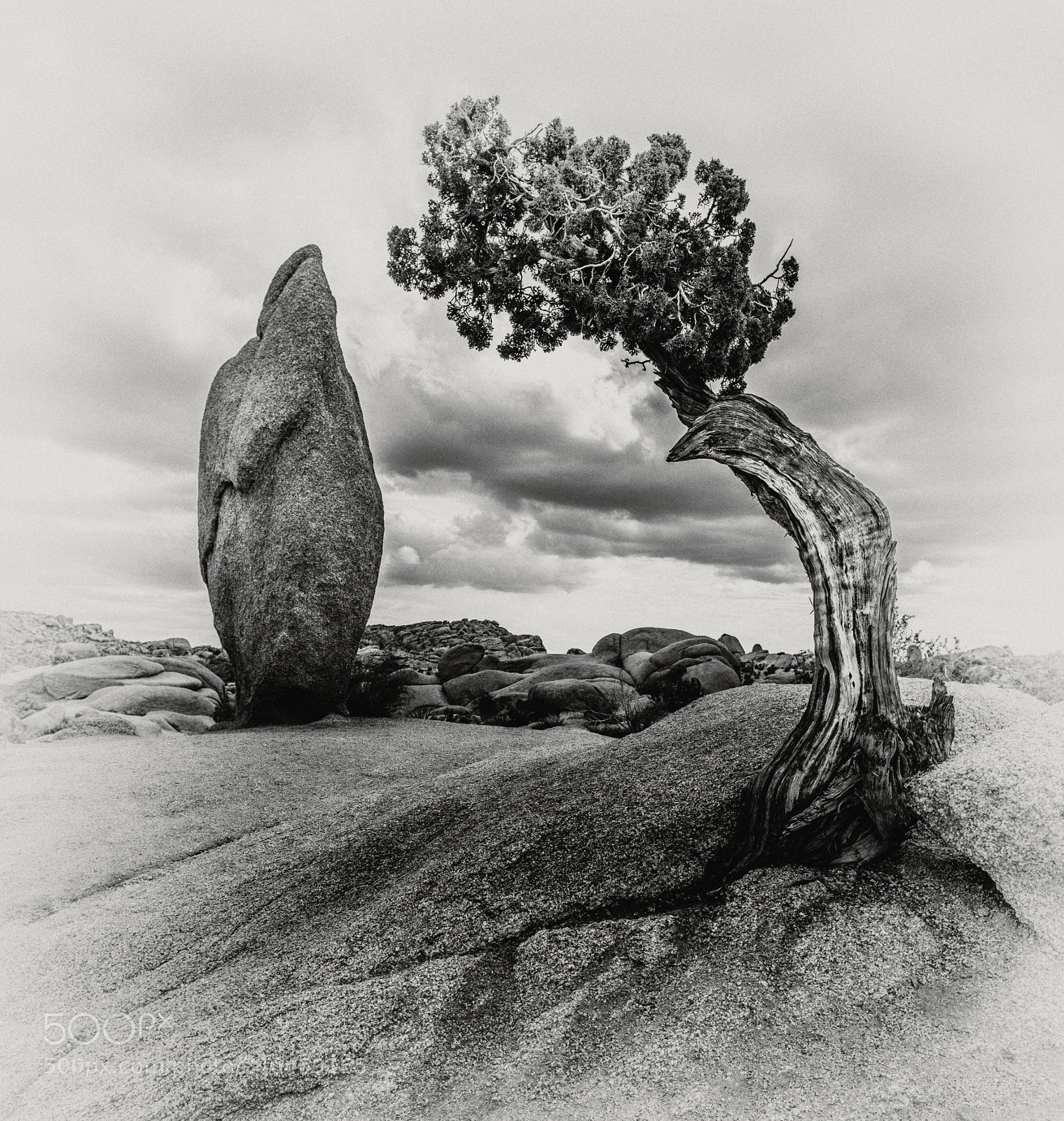 Nikon D600 sample photo. Monolith and juniper photography