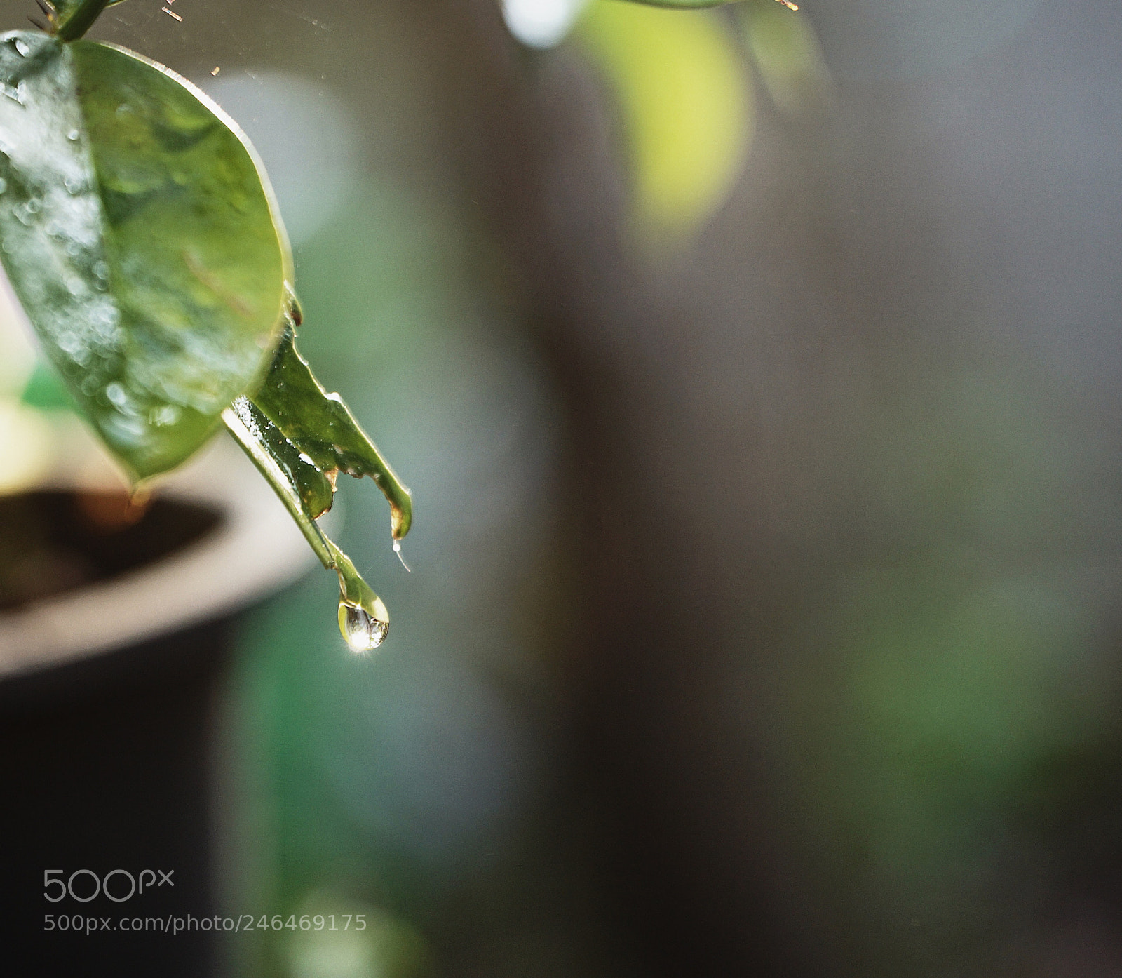 Sony a5100 sample photo. ∞ photography