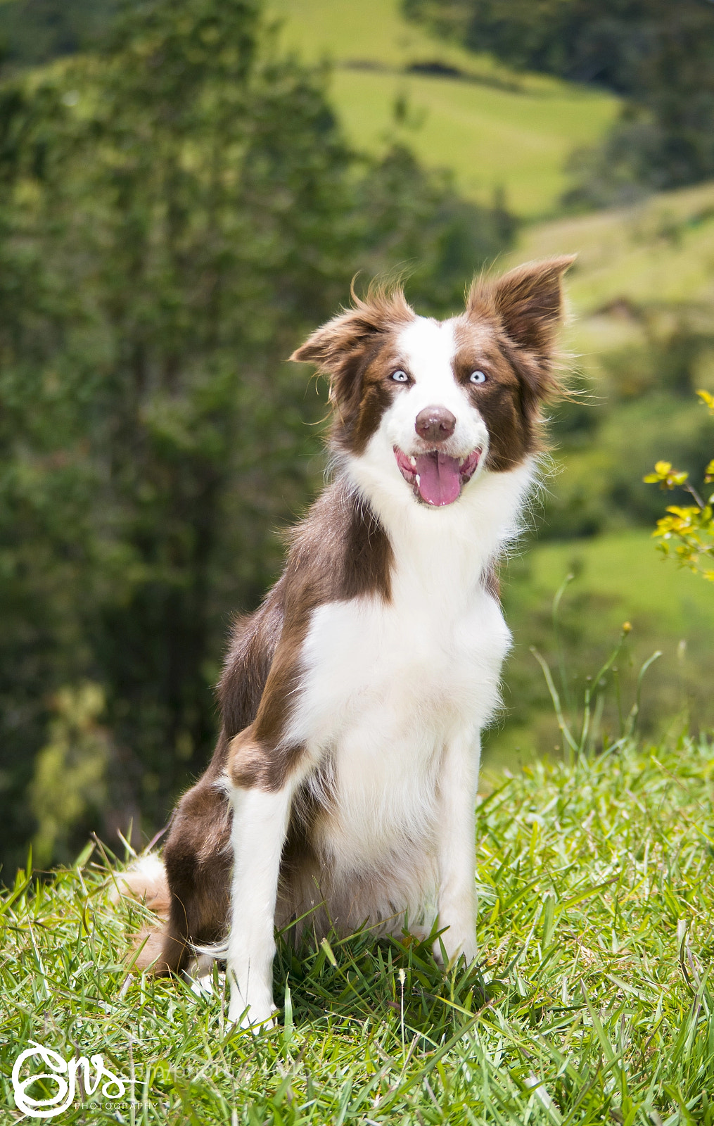 Samsung NX1000 sample photo. Dogs sessions/border collie photography