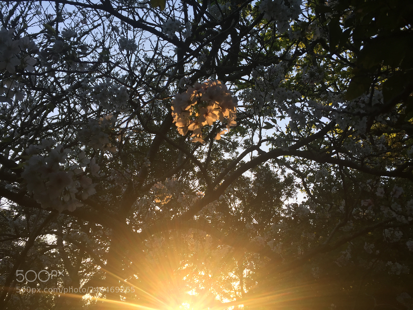Apple iPhone 6 sample photo. Sunrise through the cherry photography