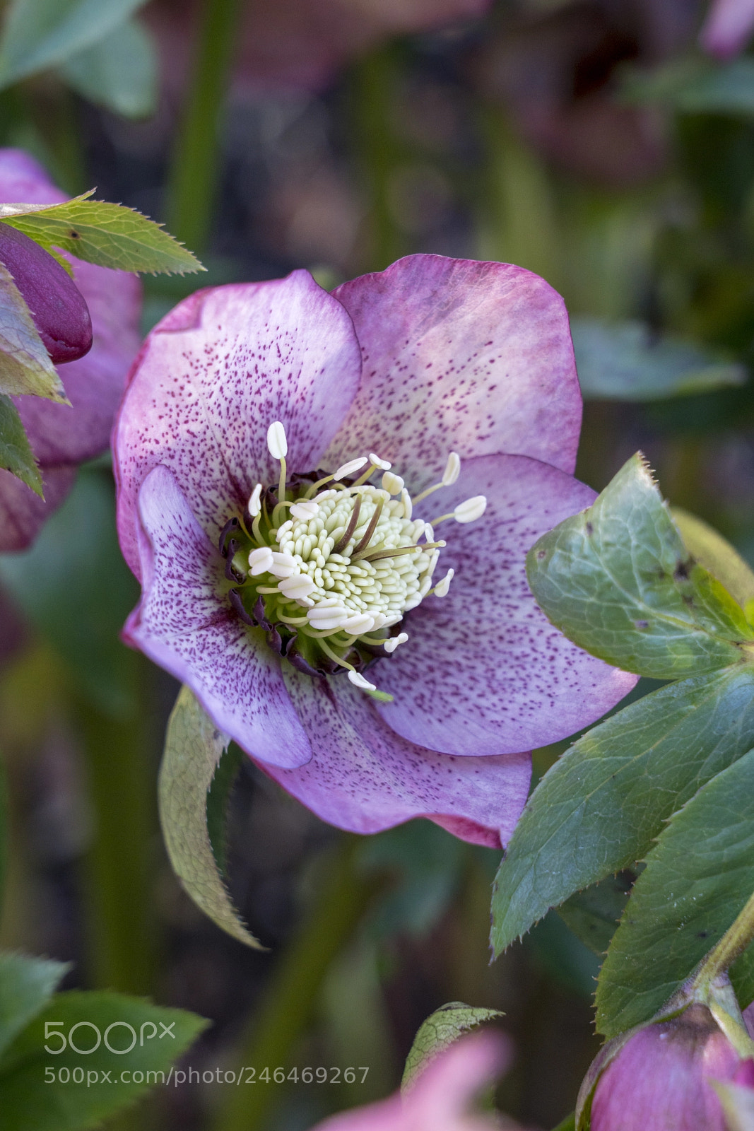 Sony a7R III sample photo. Hellebore photography
