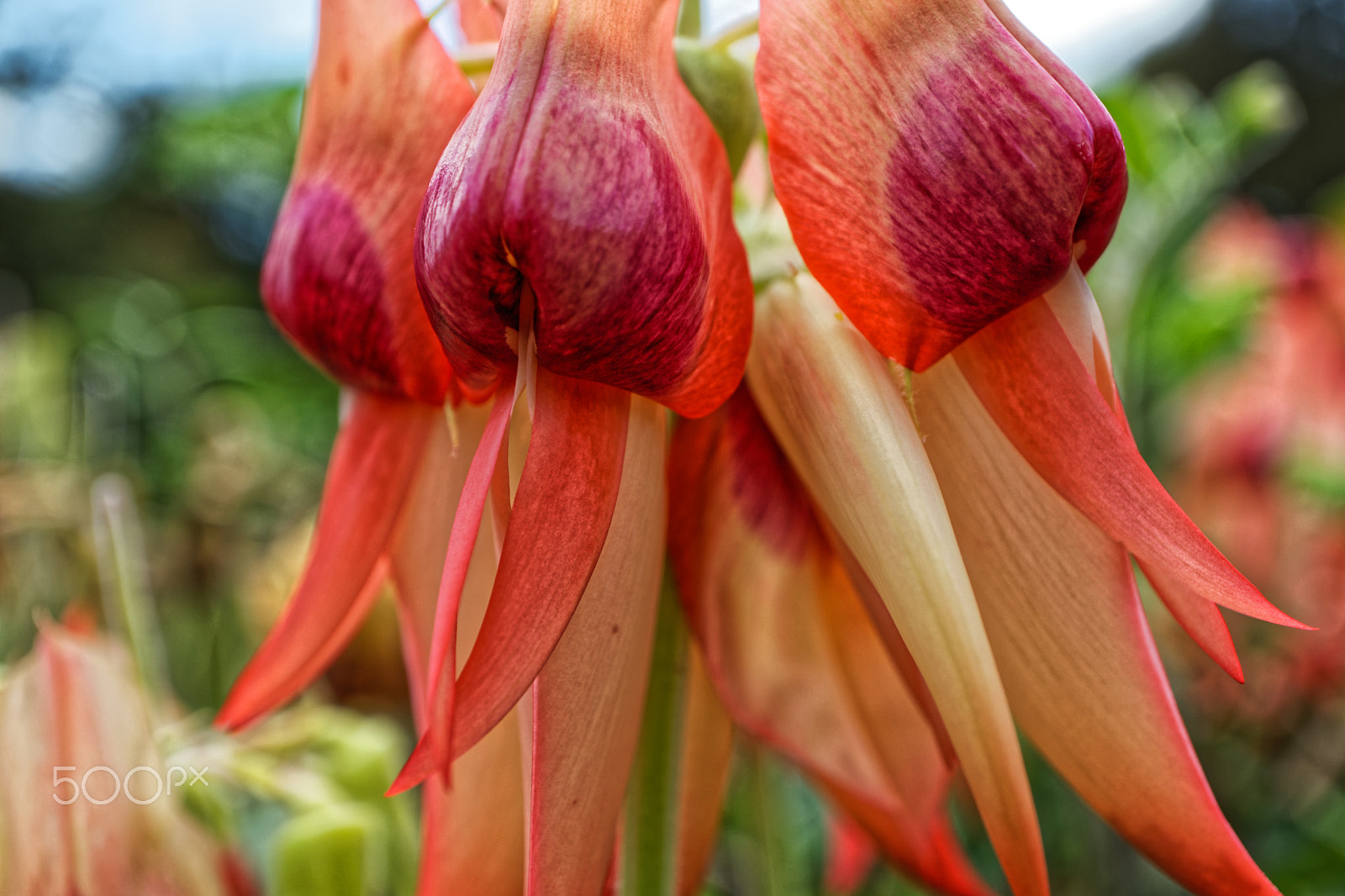 Canon EF-M 28mm F3.5 Macro IS STM sample photo. Secret garden photography