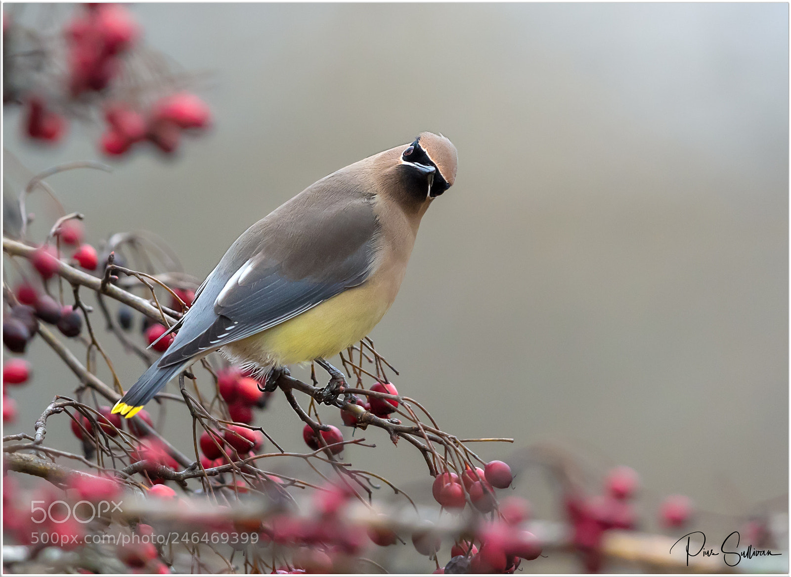 Canon EOS-1D X Mark II sample photo. Cedar waxwing photography