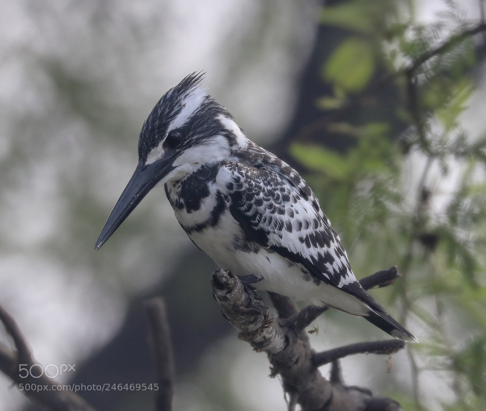 Canon EOS 80D sample photo. Pied kingfisher photography