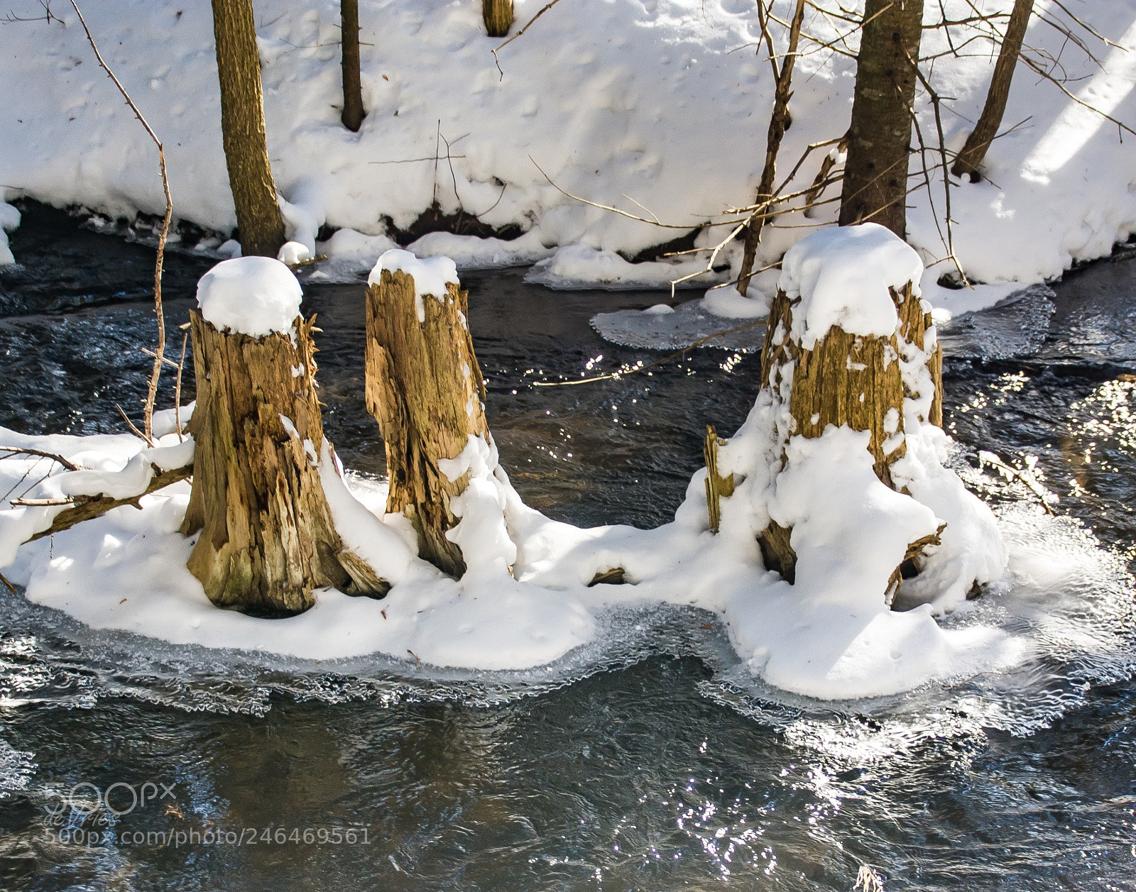 Nikon D7100 sample photo. Three tree stumps . . . photography