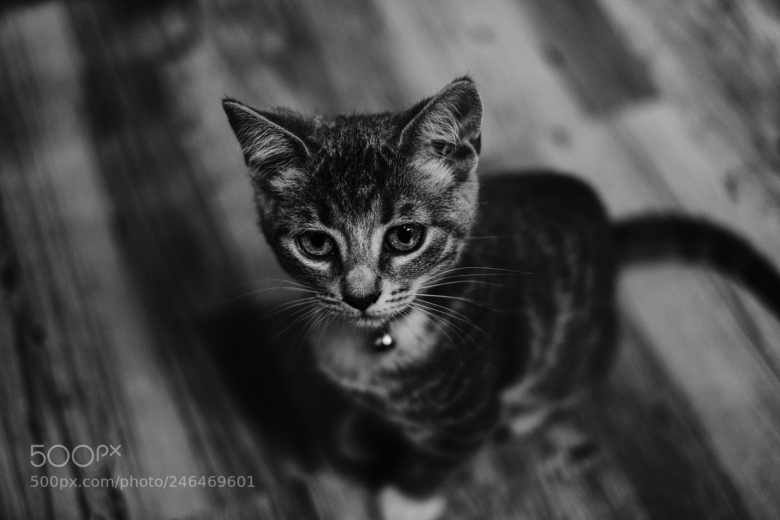 Fujifilm X-T20 sample photo. Eeri photography