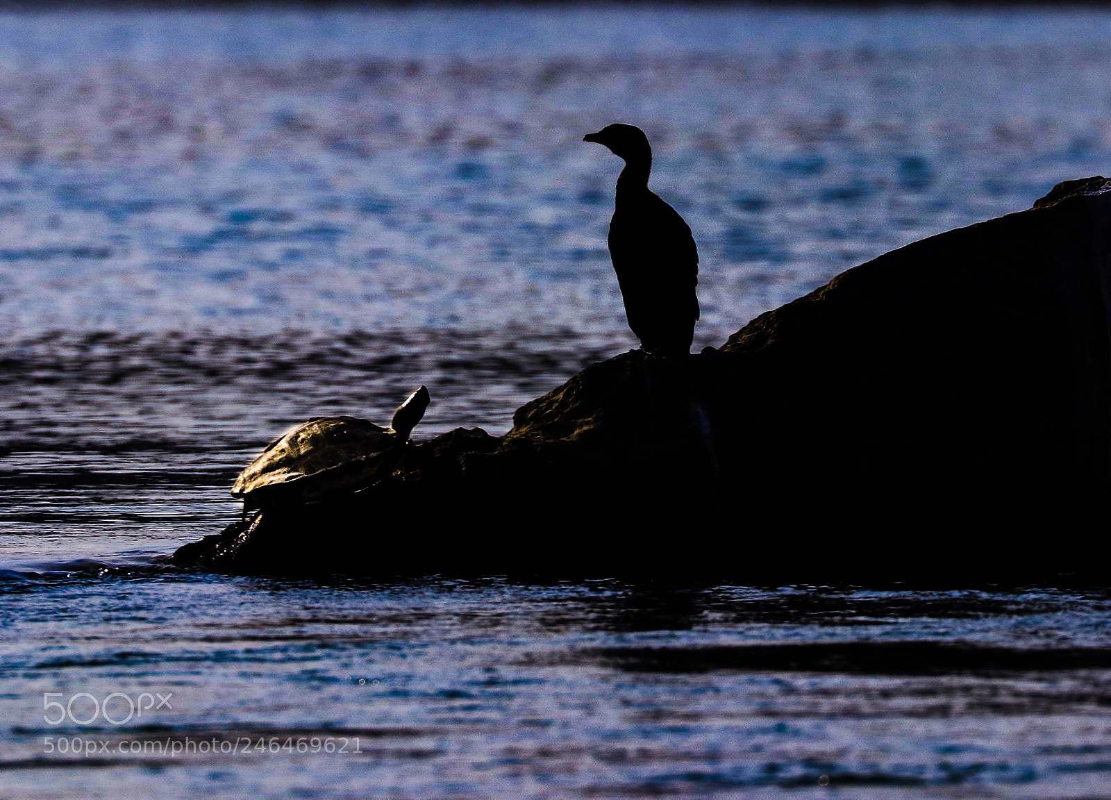 Canon EOS 80D sample photo. Silhouettes a cormorant and photography