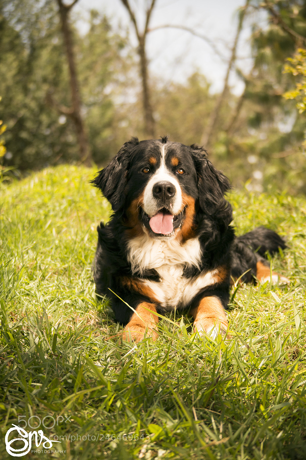 Samsung NX1000 sample photo. Dogs sessions boyero de photography